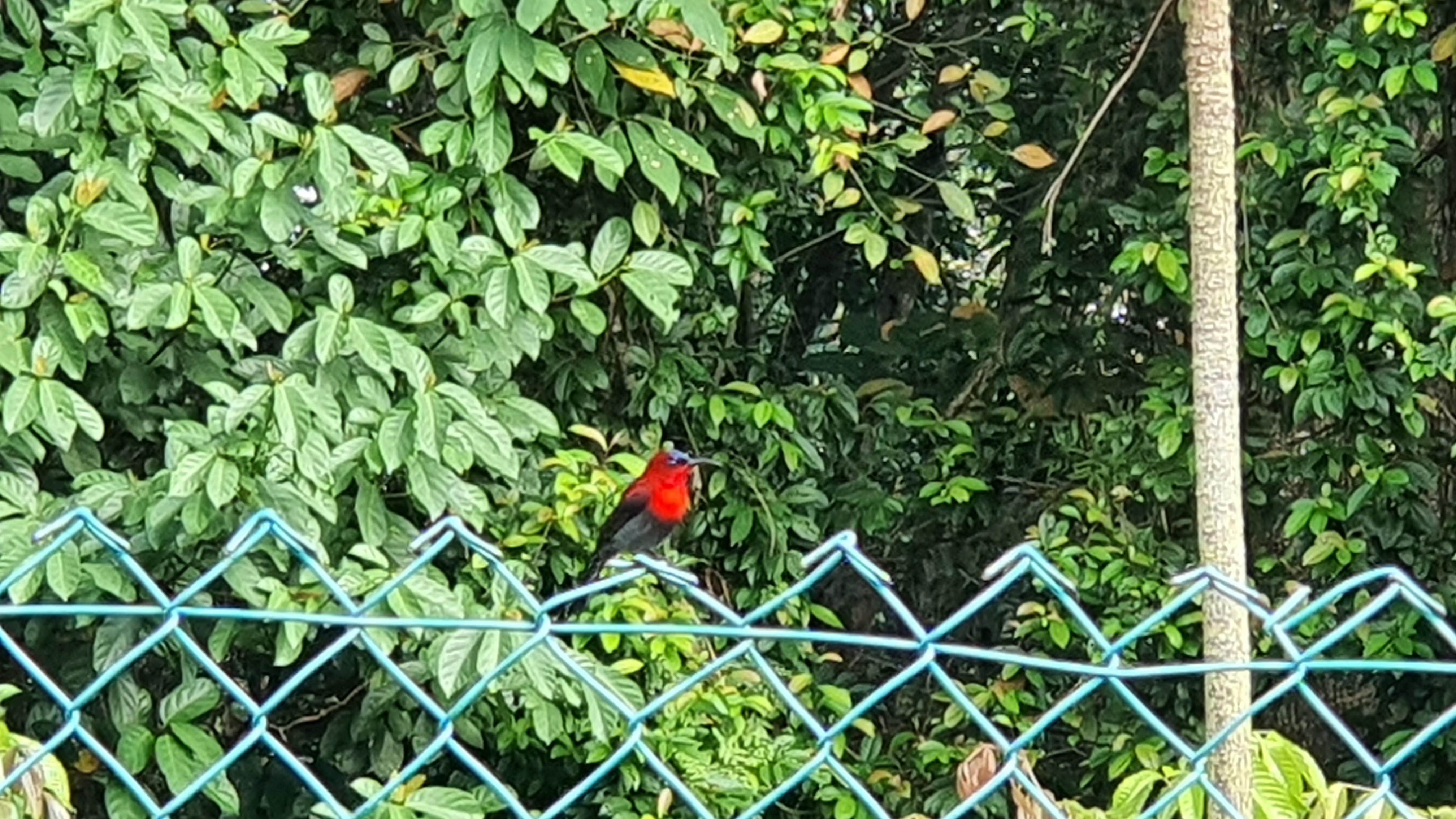 Male crimson sunbird