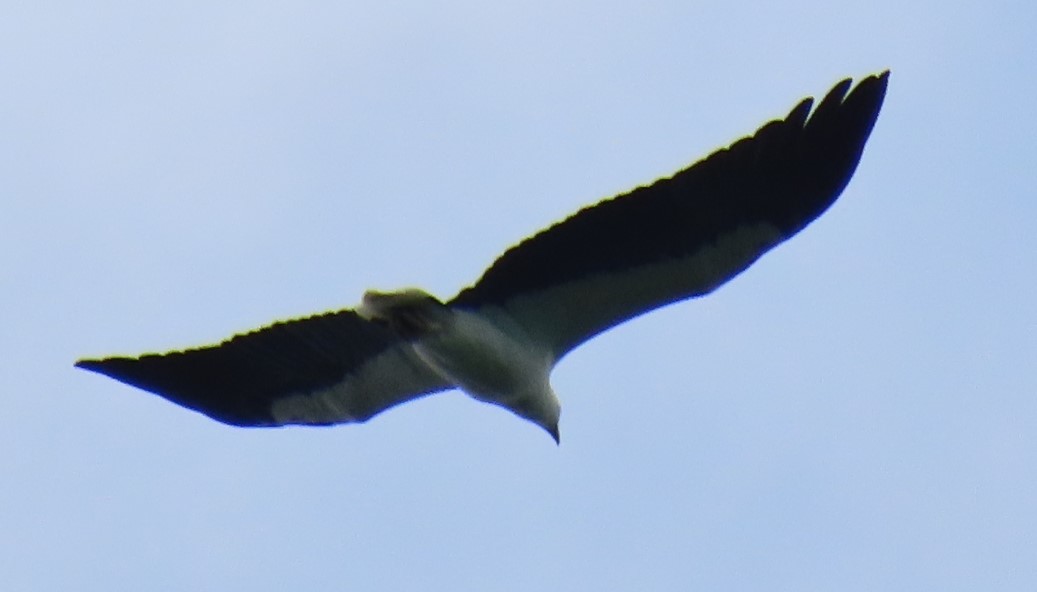White-bellied sea eagle
