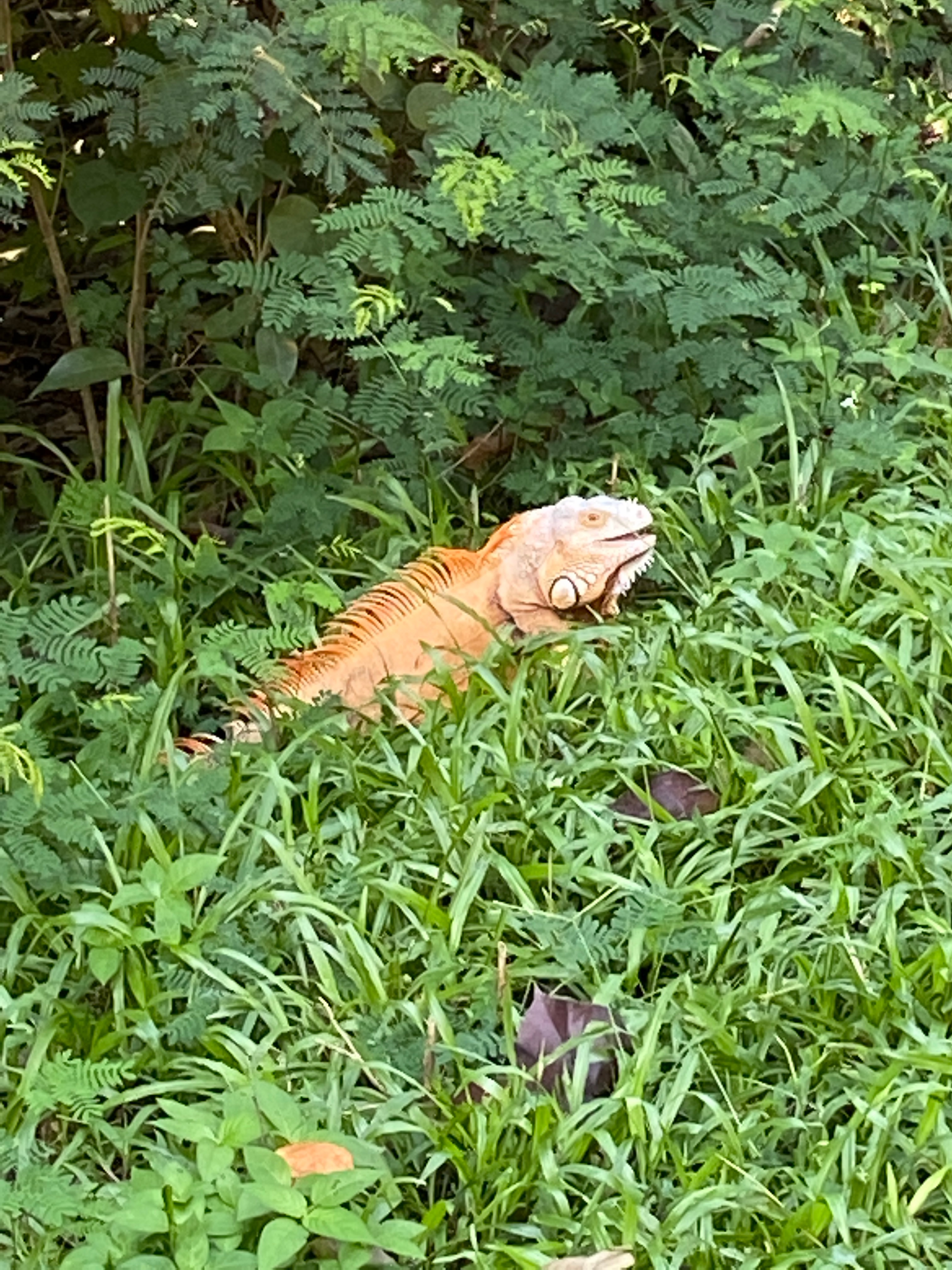 Green iguana