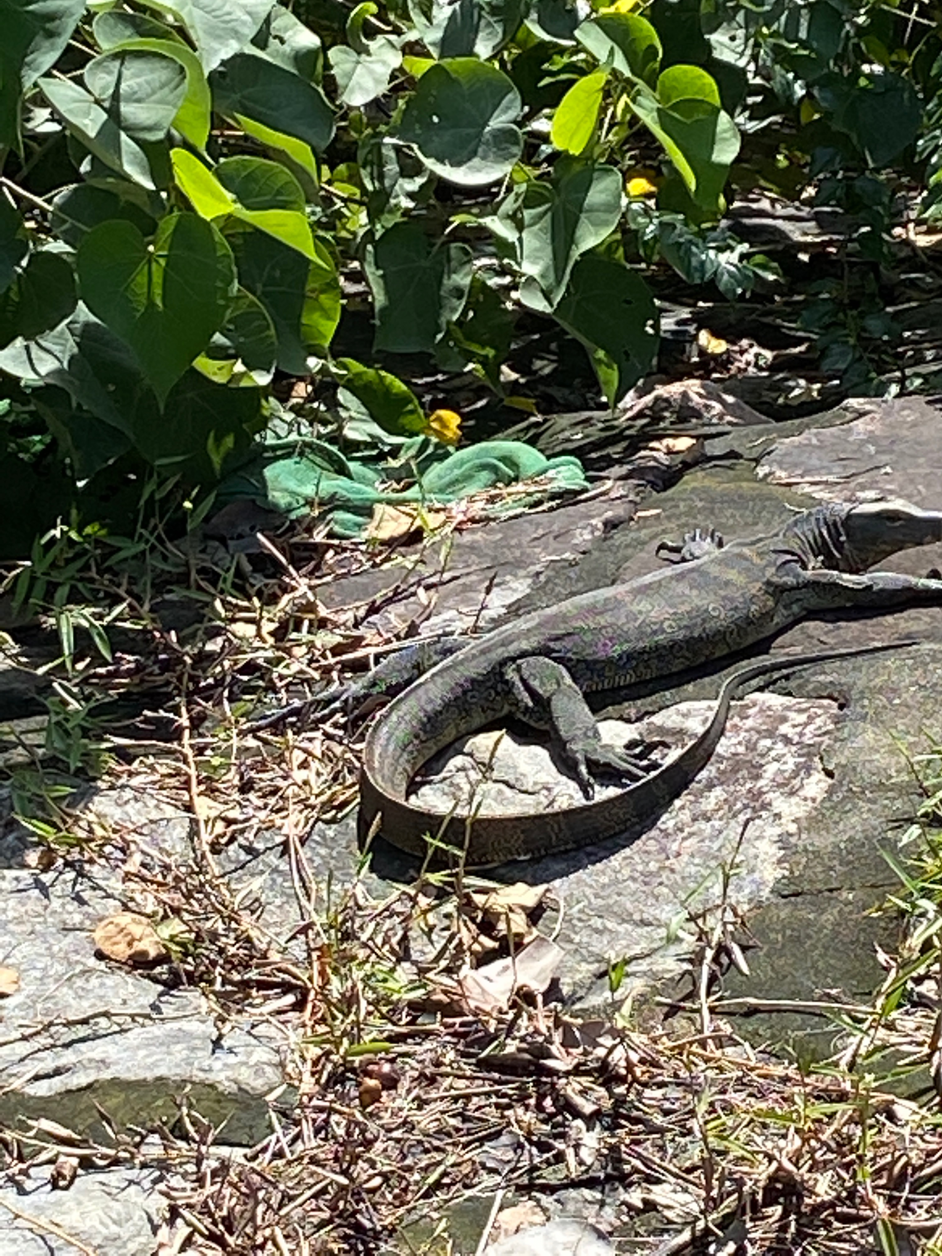 Malayan water monitor