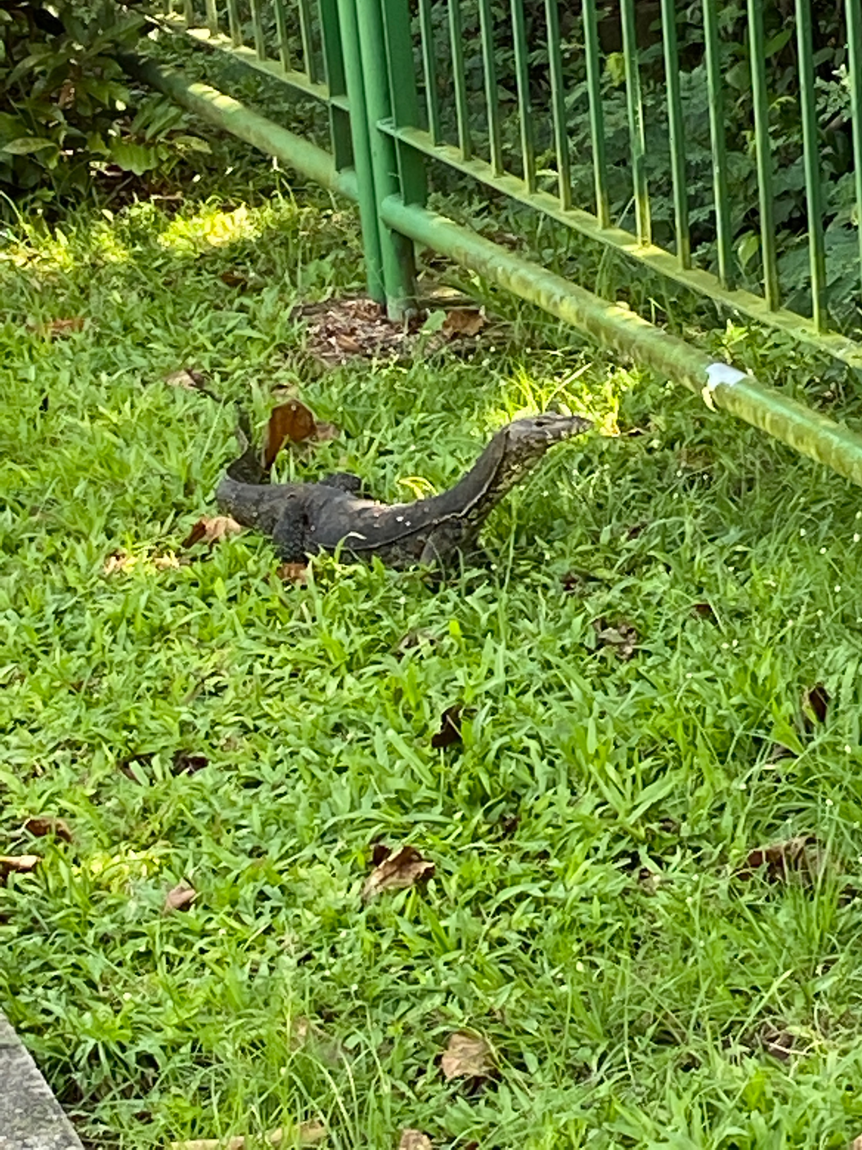 Malayan water monitor