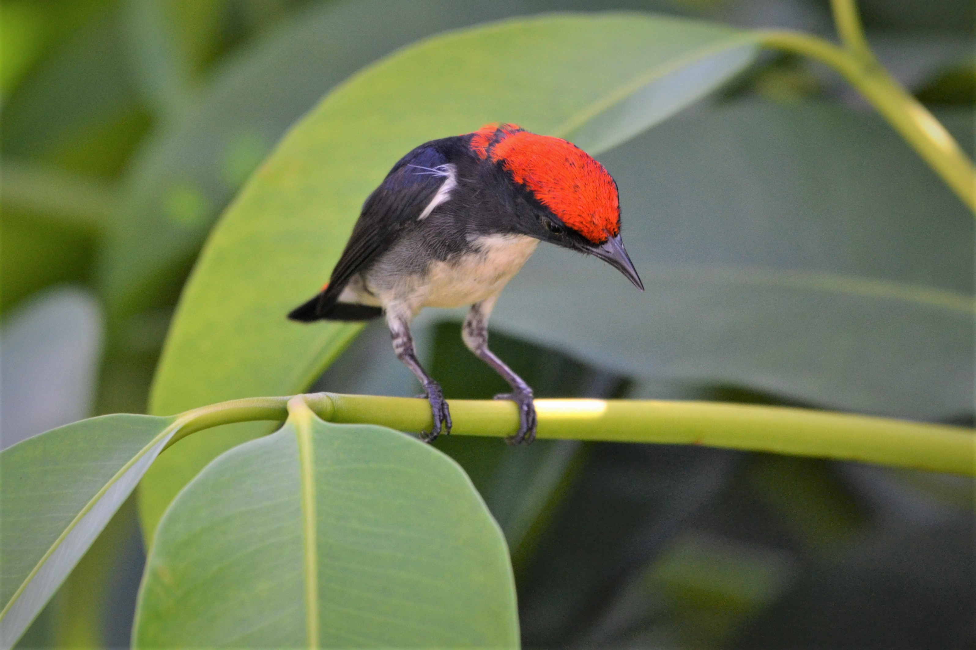 Scarlet-backed flowerpecker
