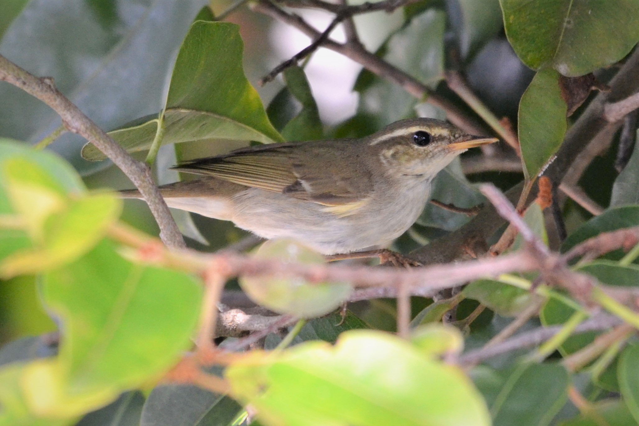 Arctic warbler