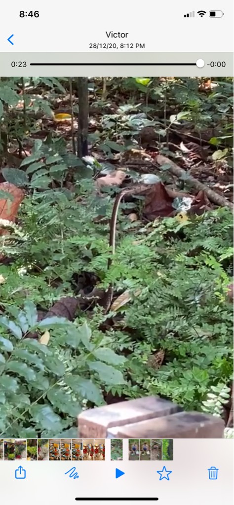 White-bellied rat snake