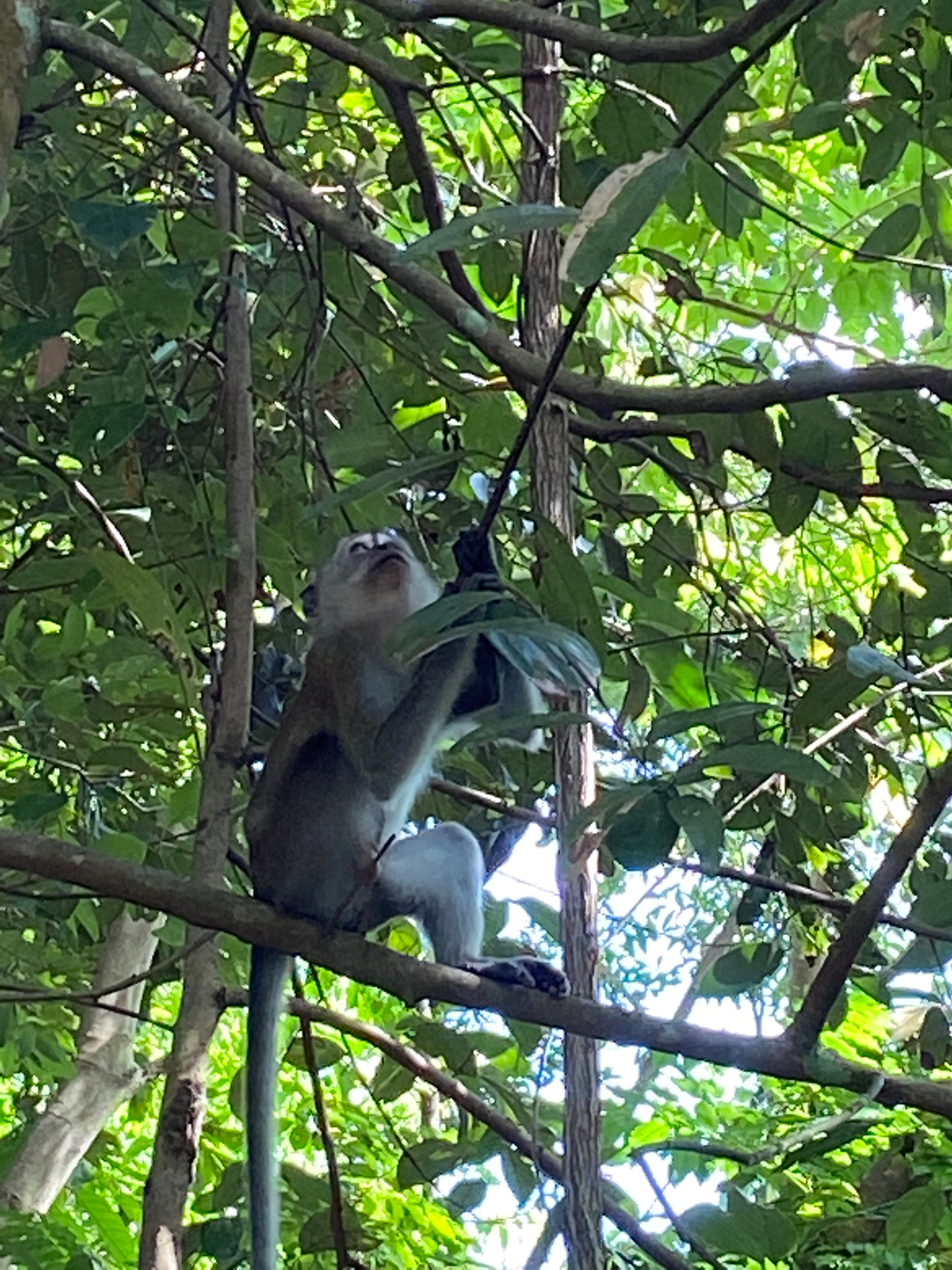 Long tailed macaque 