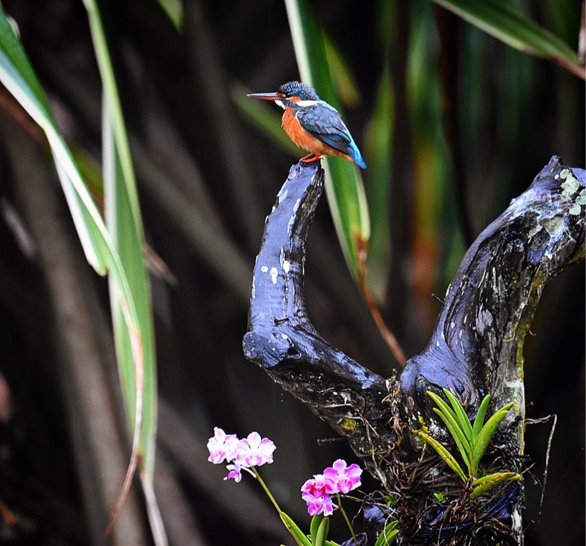 Common kingfisher 
