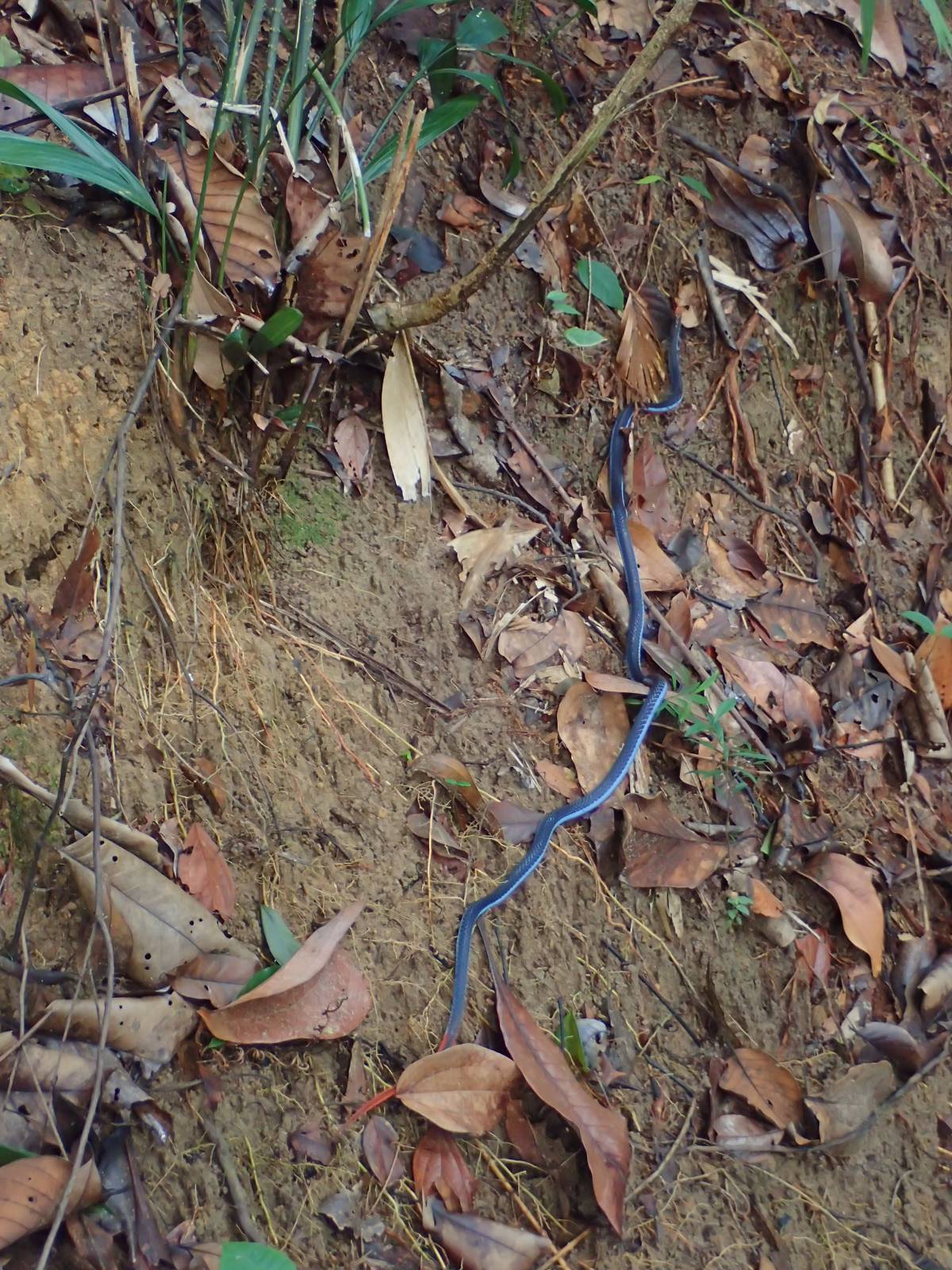 Blue malayan coral snake