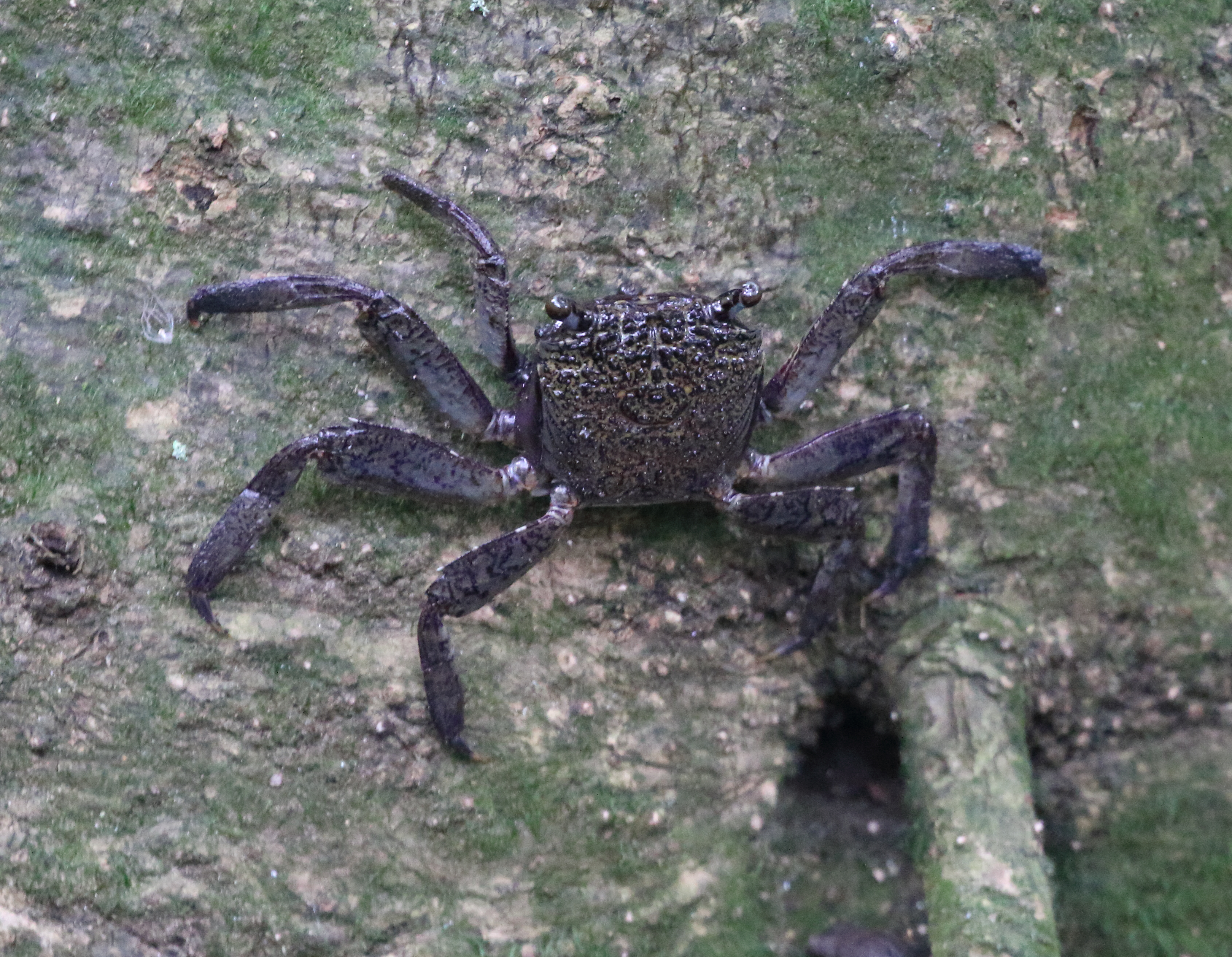 Tree climbing crab