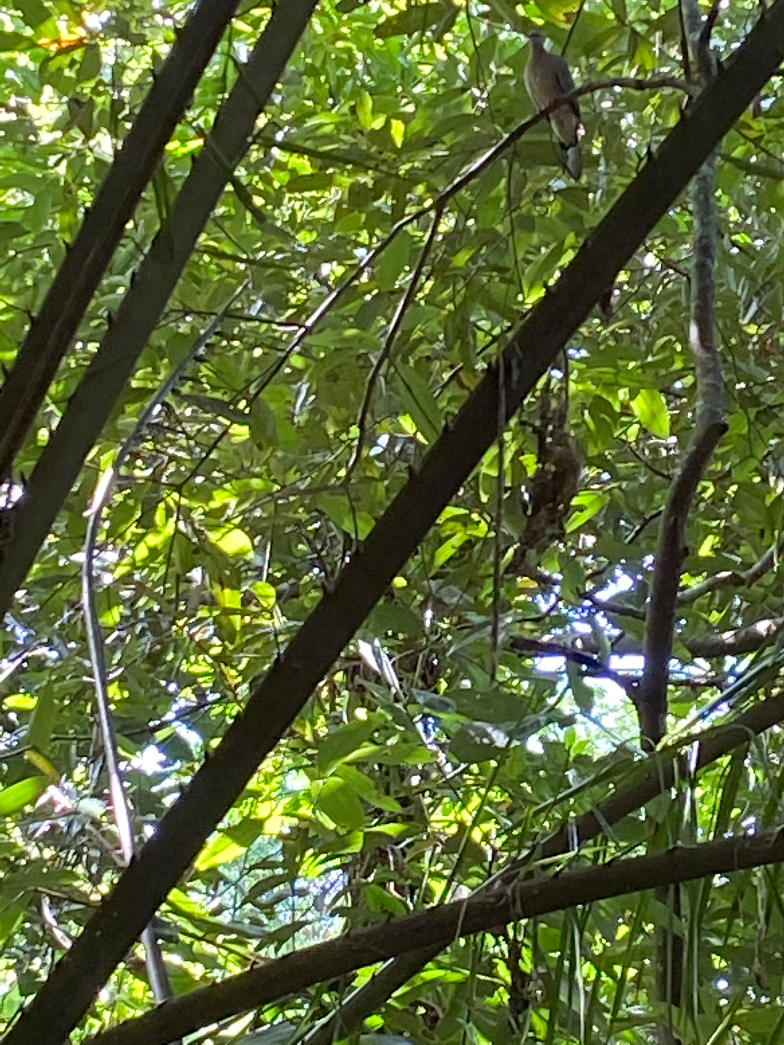 Olive winged bulbu
