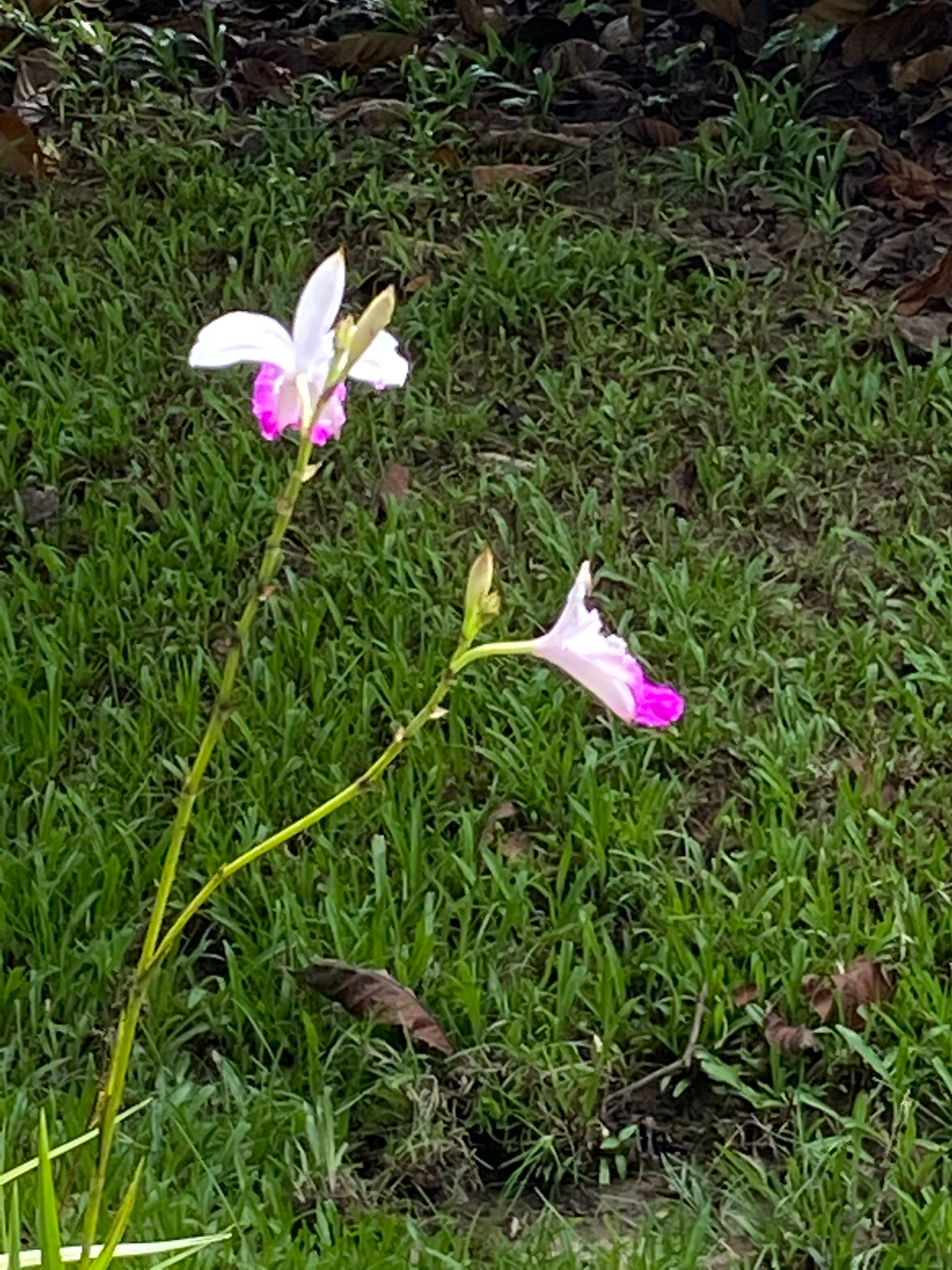 Bamboo orchids