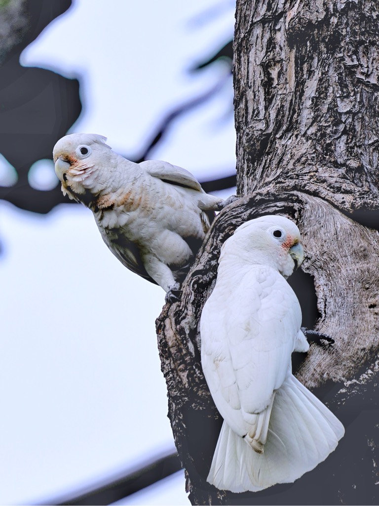 Tanimbar corella 