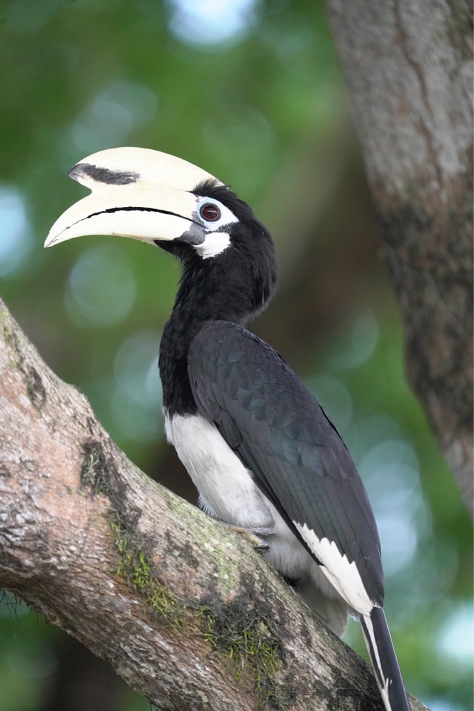 Oriental pied hornbill   