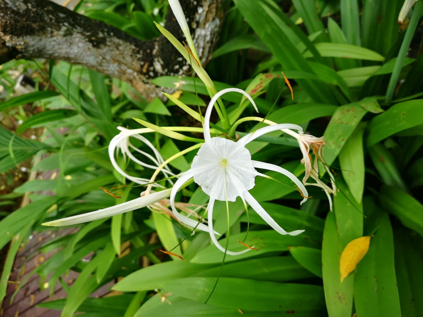 Beach spider lily 