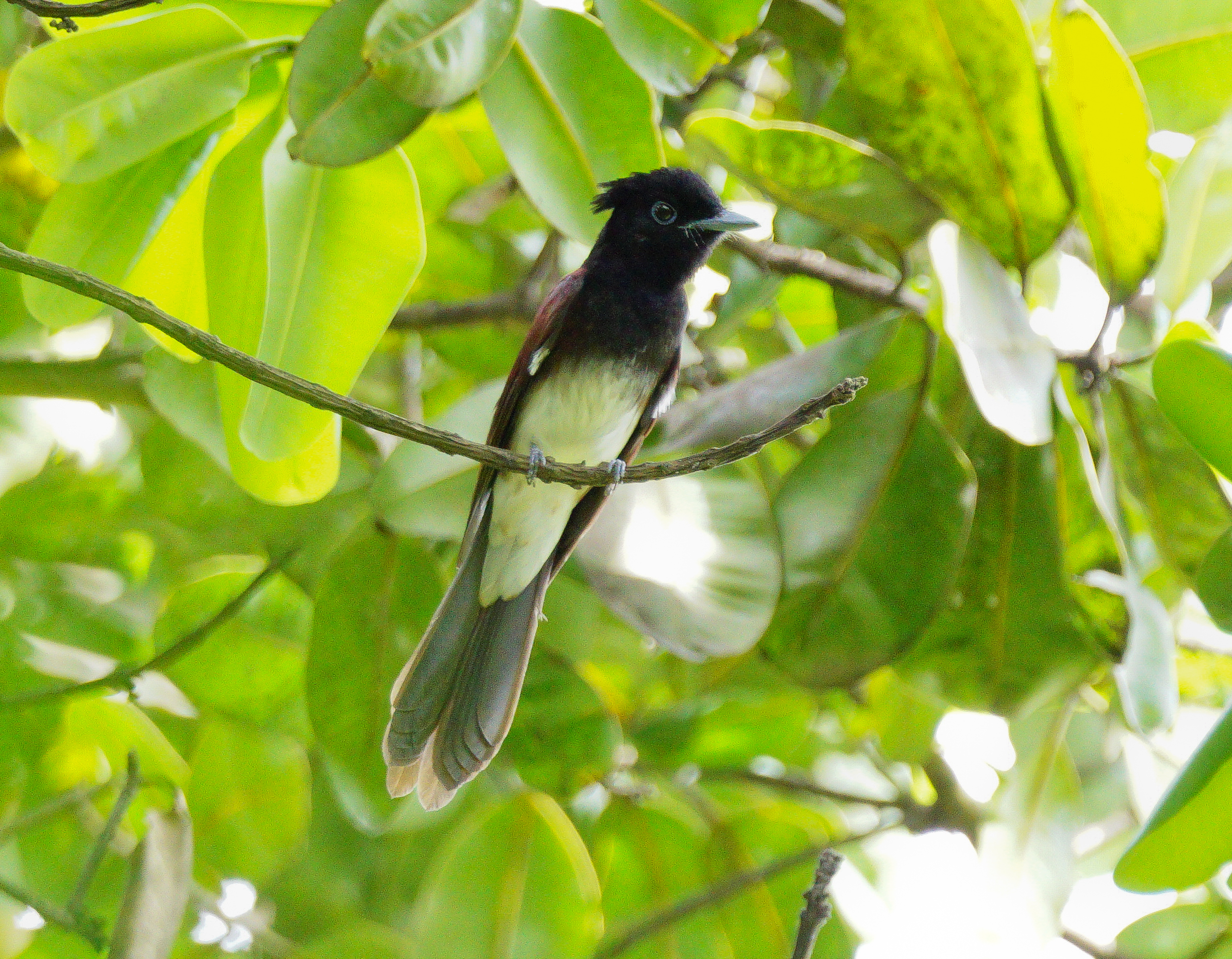 Japanese paradise flycatcher