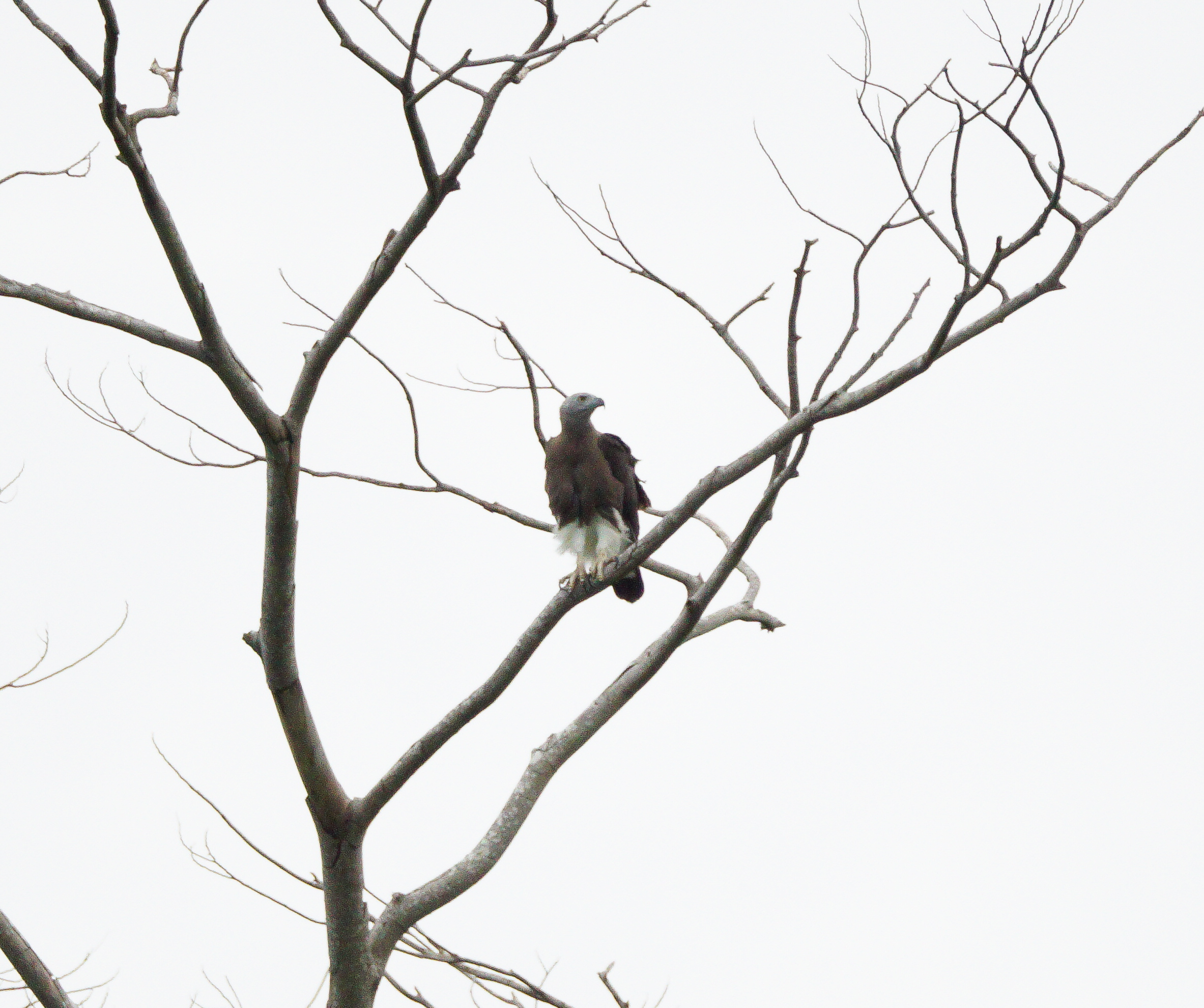 Grey-headed fish eagle