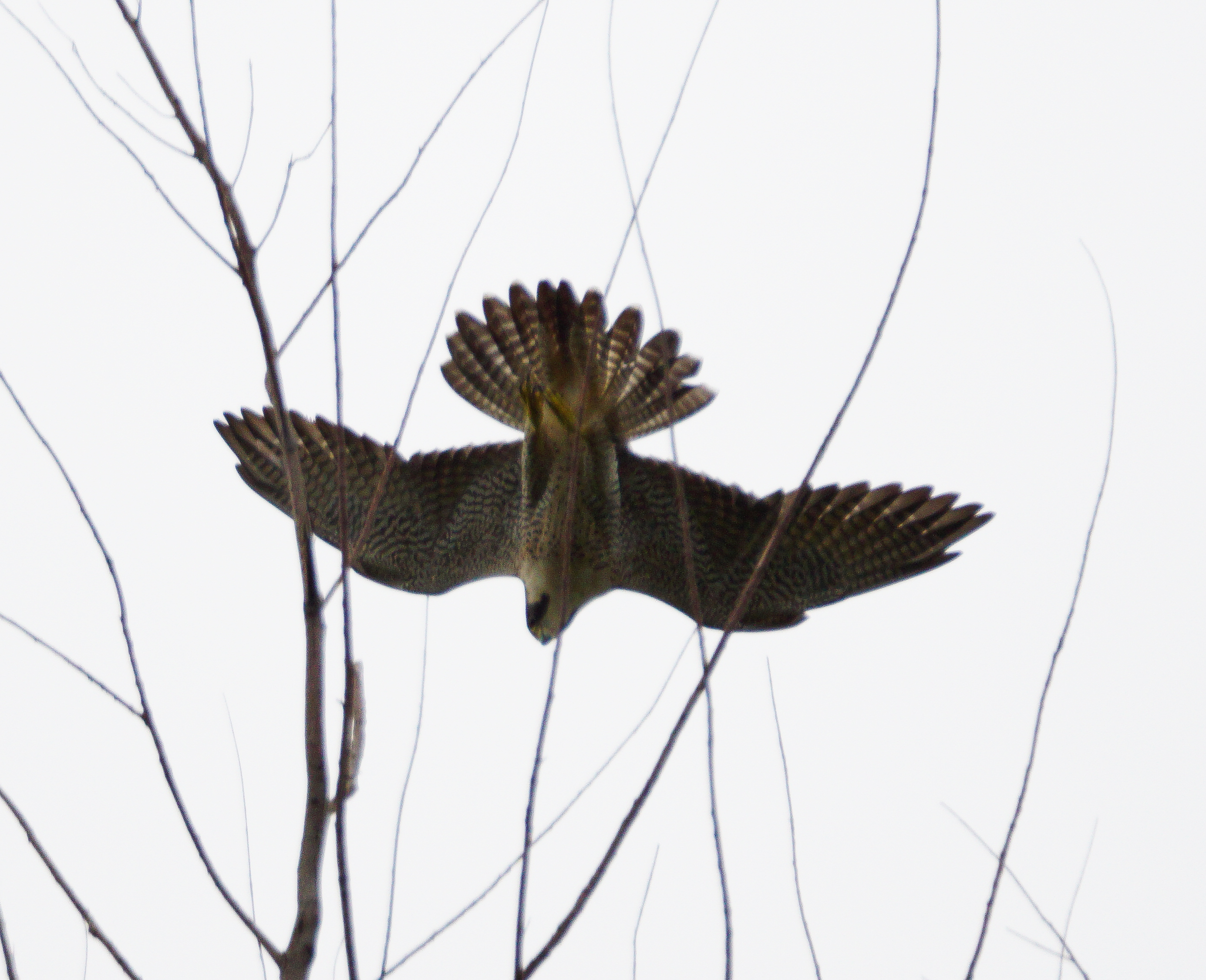 Peregrine falcon