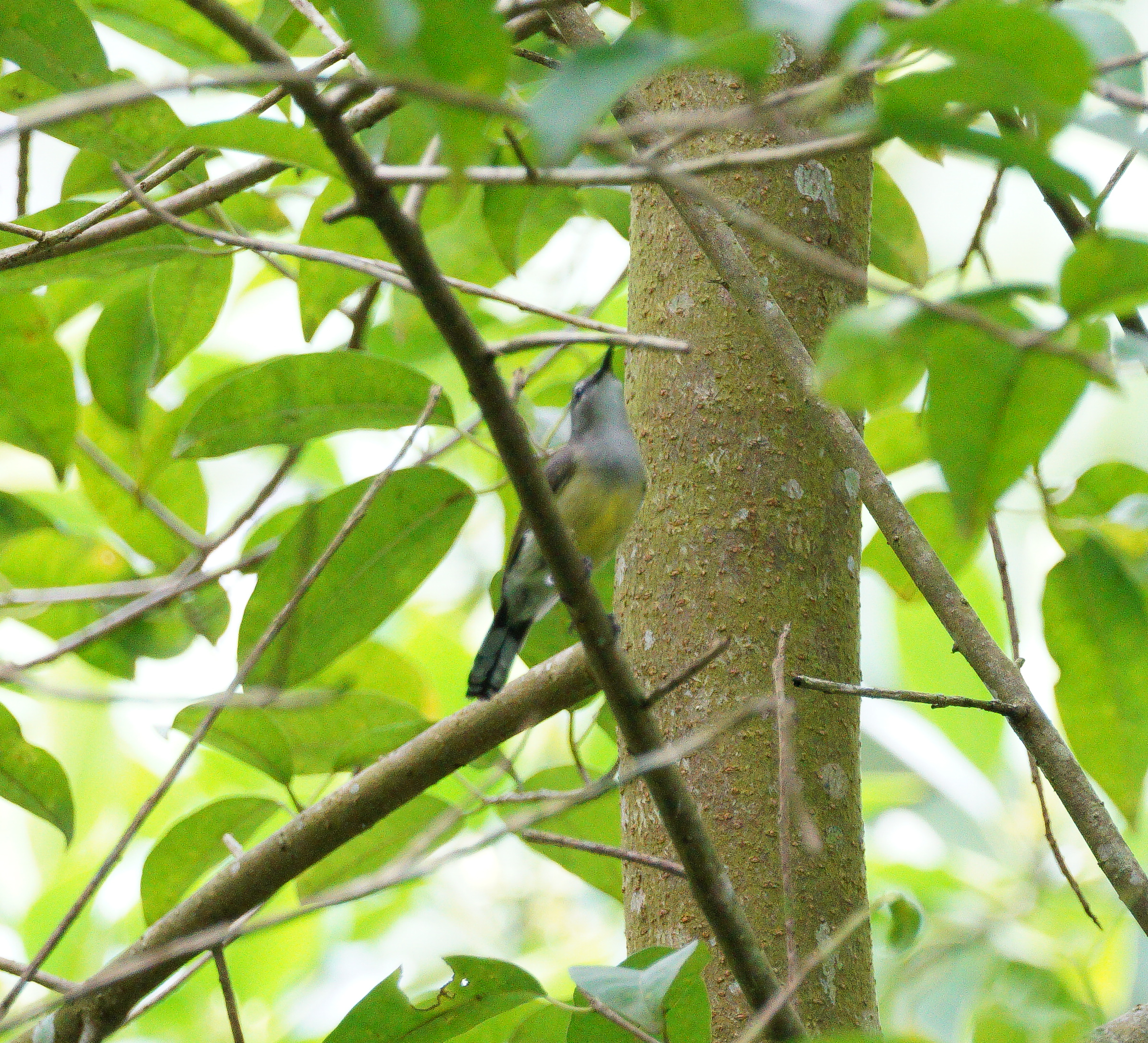 Copper-throated sunbird