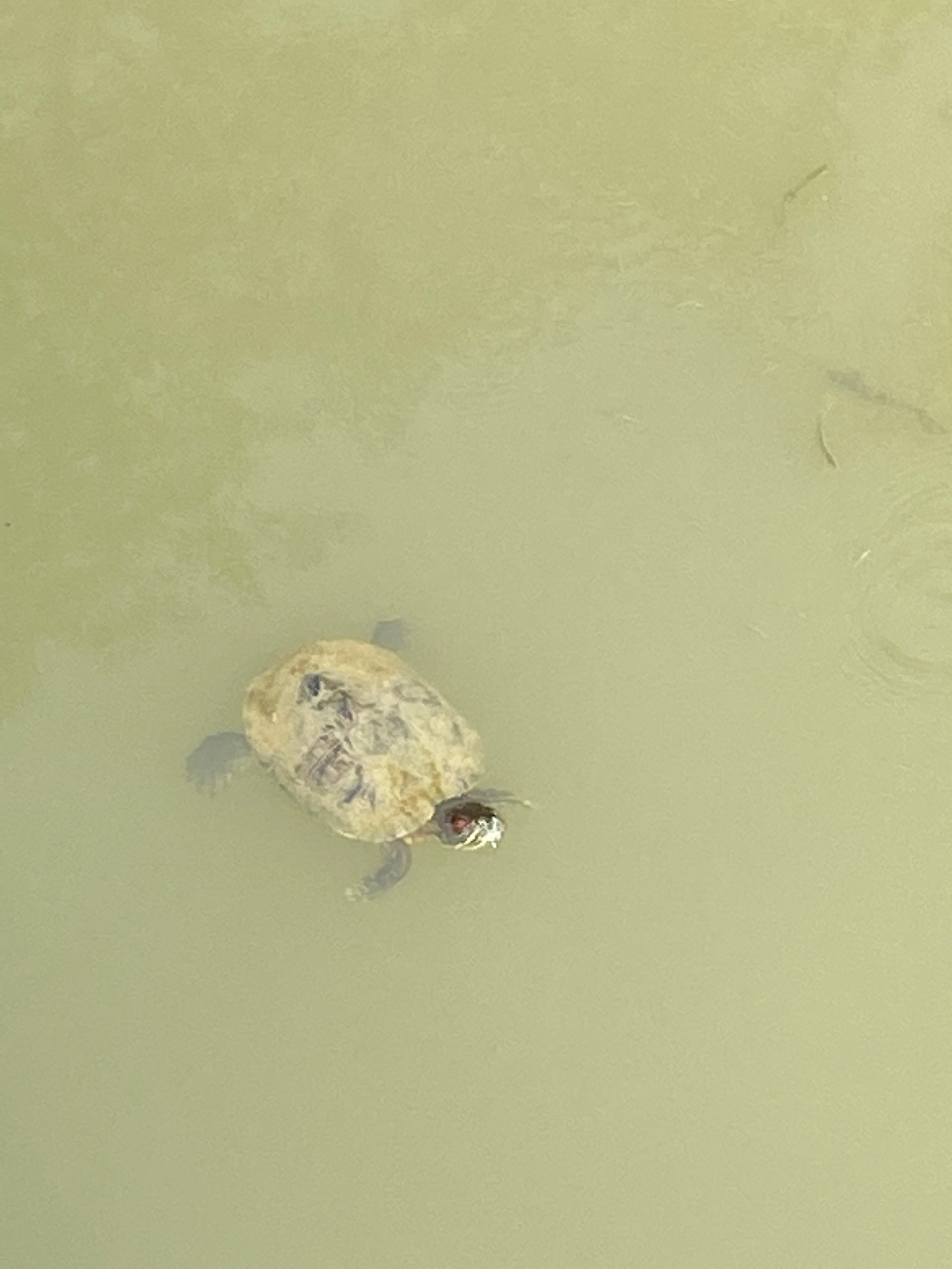 Red-eared slider