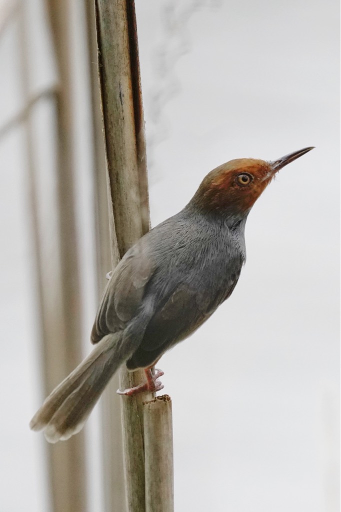 Ashy tailorbird