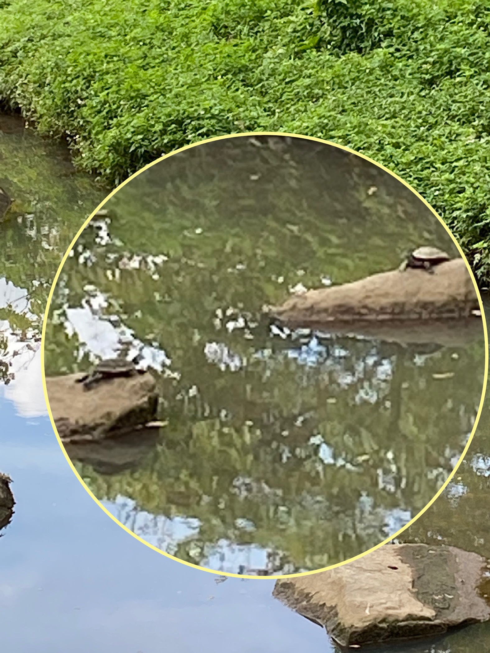 Common slider