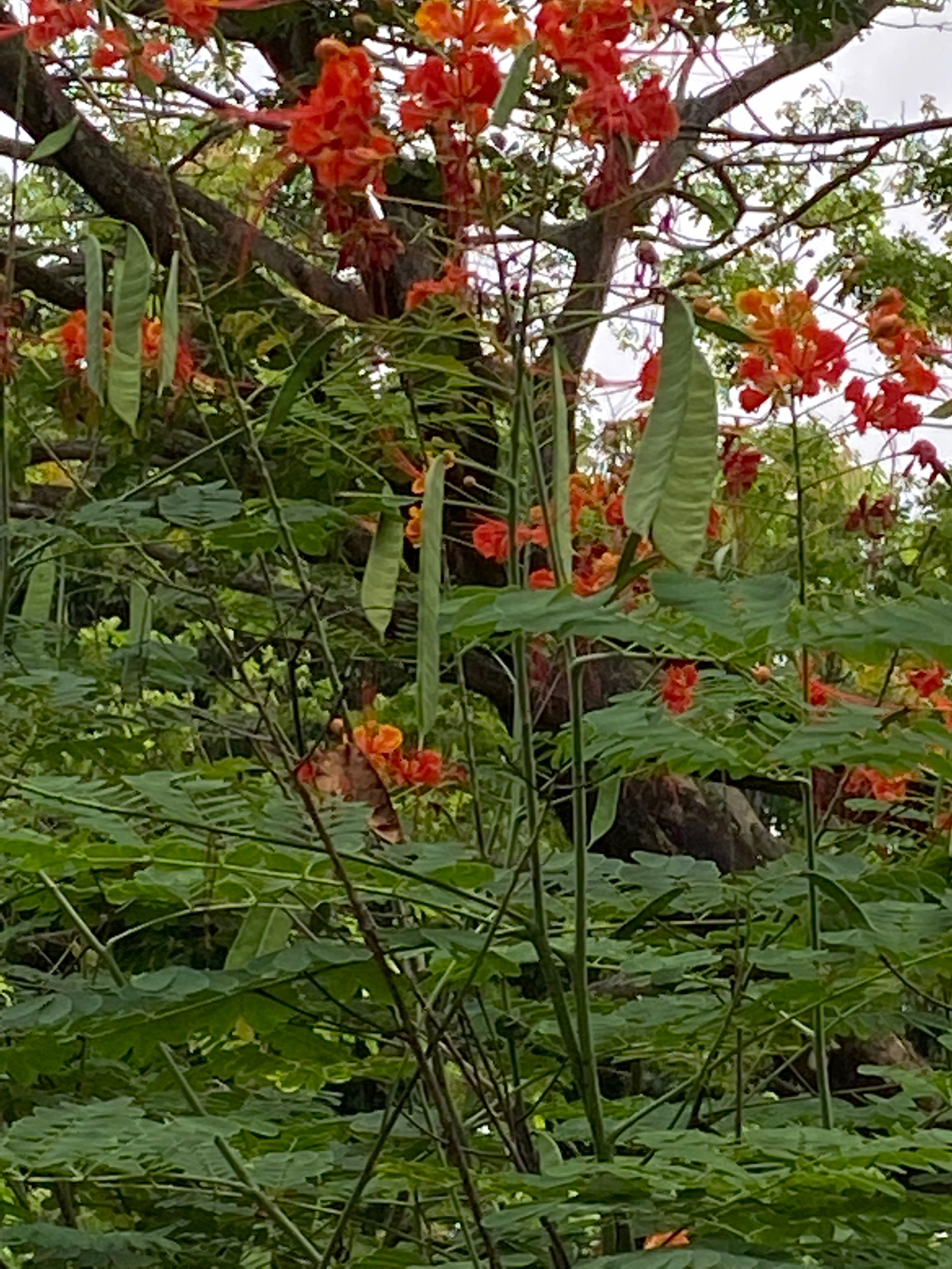 Peacock flowers