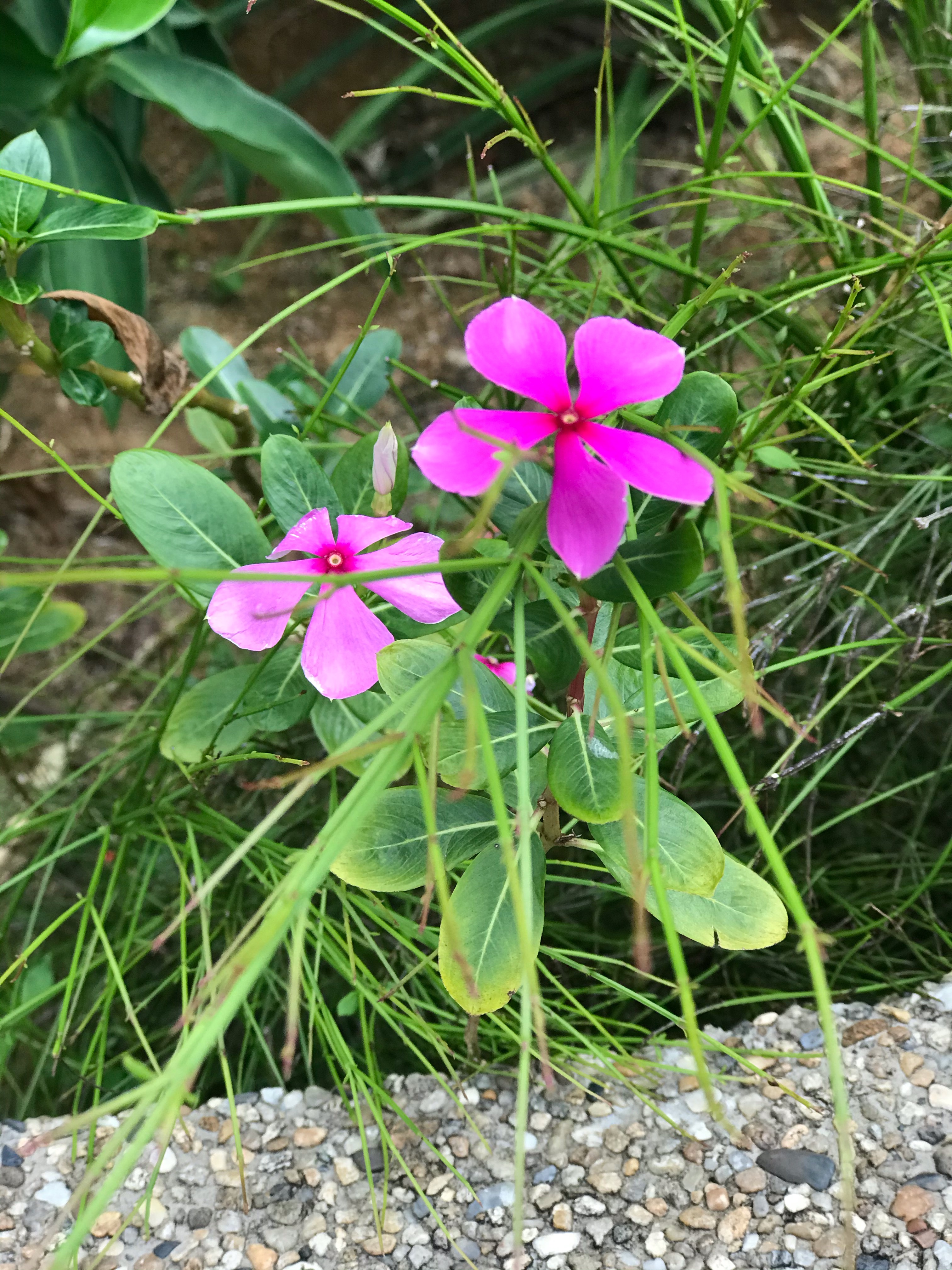 Madagascar periwinkle