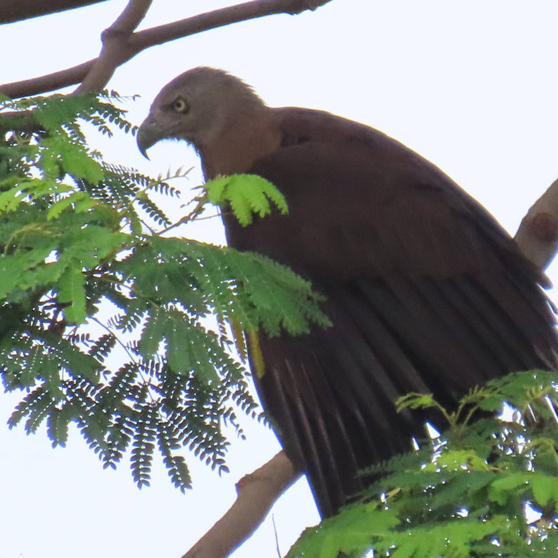 Grey headed fish eagle