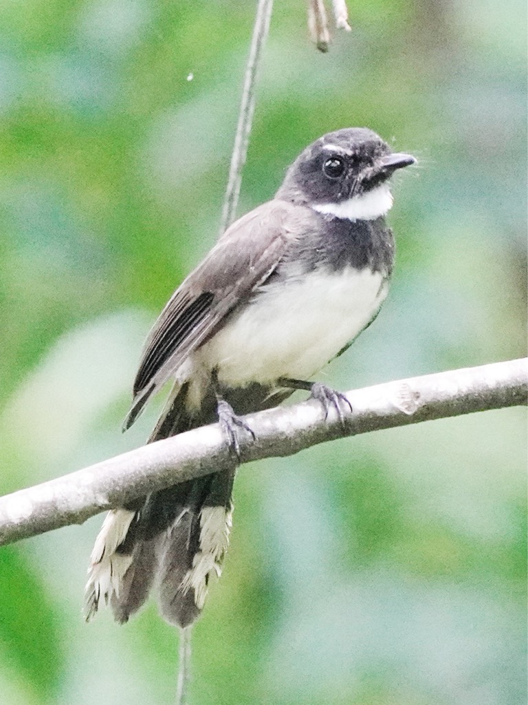 Malaysian pied fantail