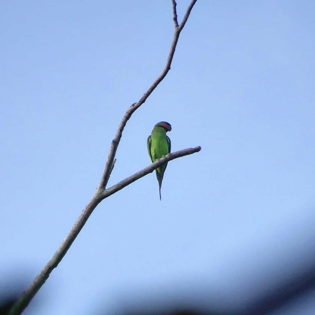 Bird