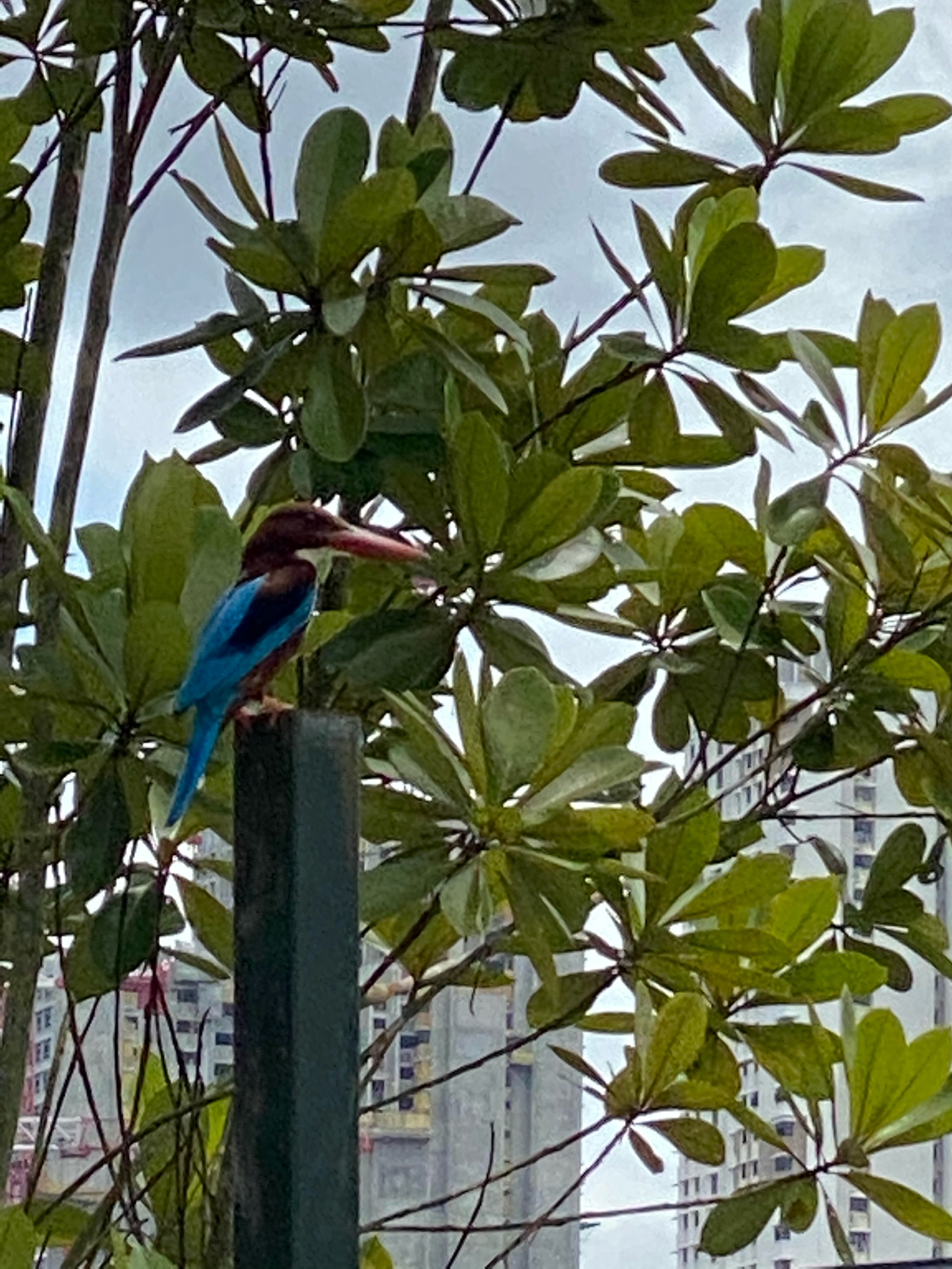 White throat kingfisher 