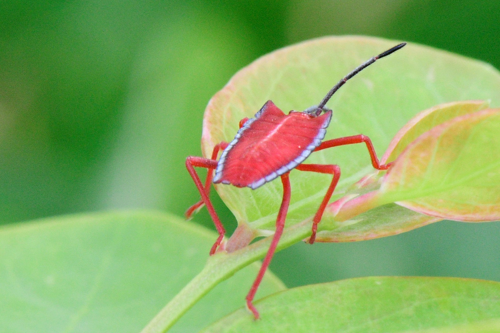 Giant shield bug (juvenile)