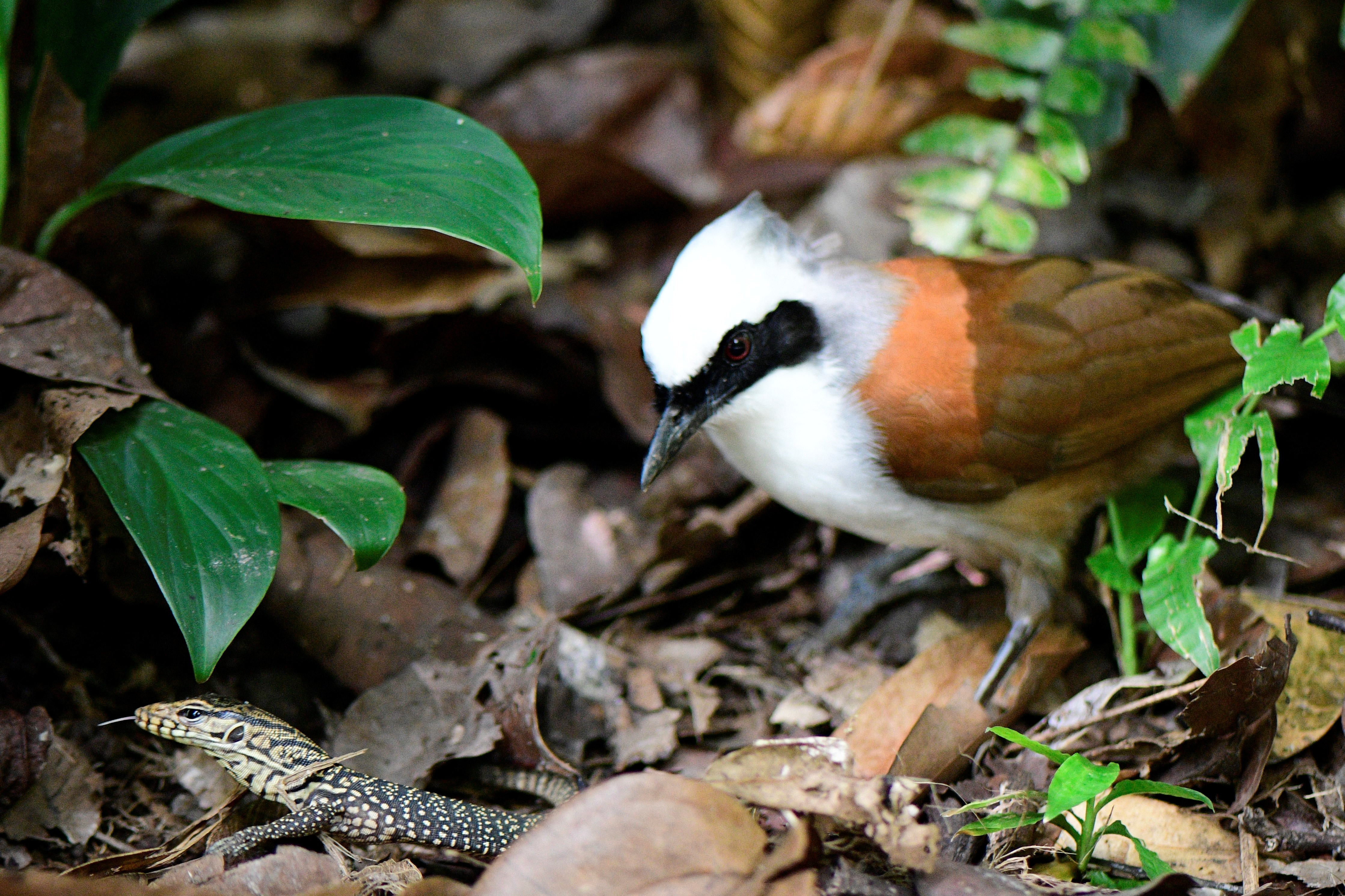 White-crested laughing thrush