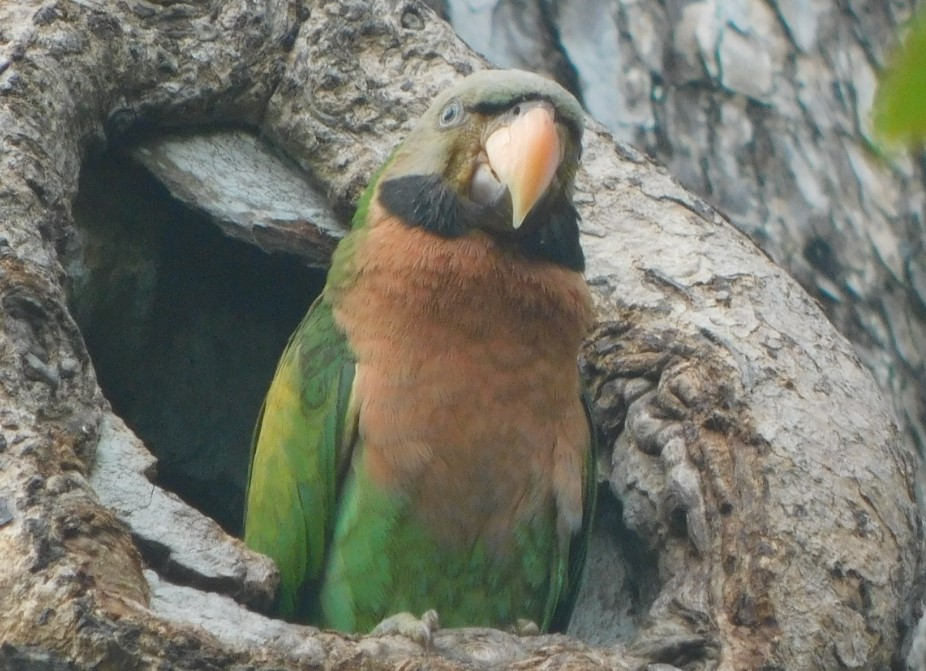 Red-breasted parakeet