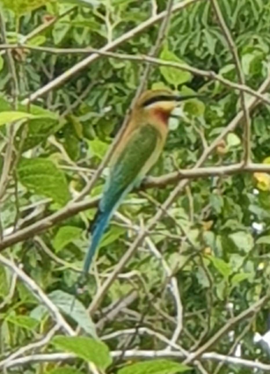 Blue-tailed bee-eater