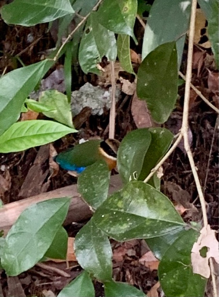 Mangrove pitta