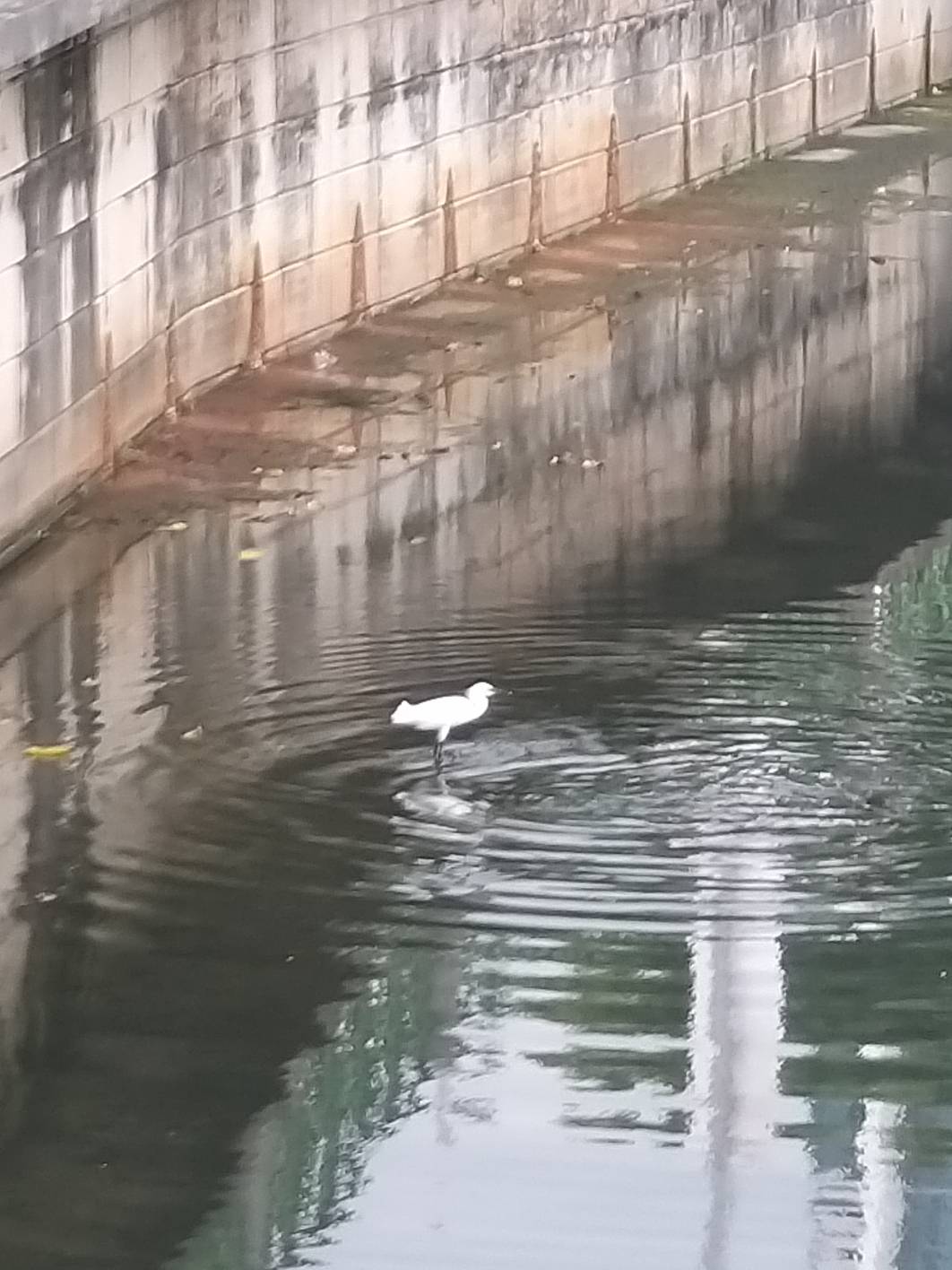 Egret 