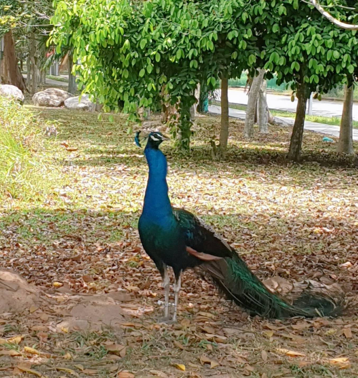 Peacock