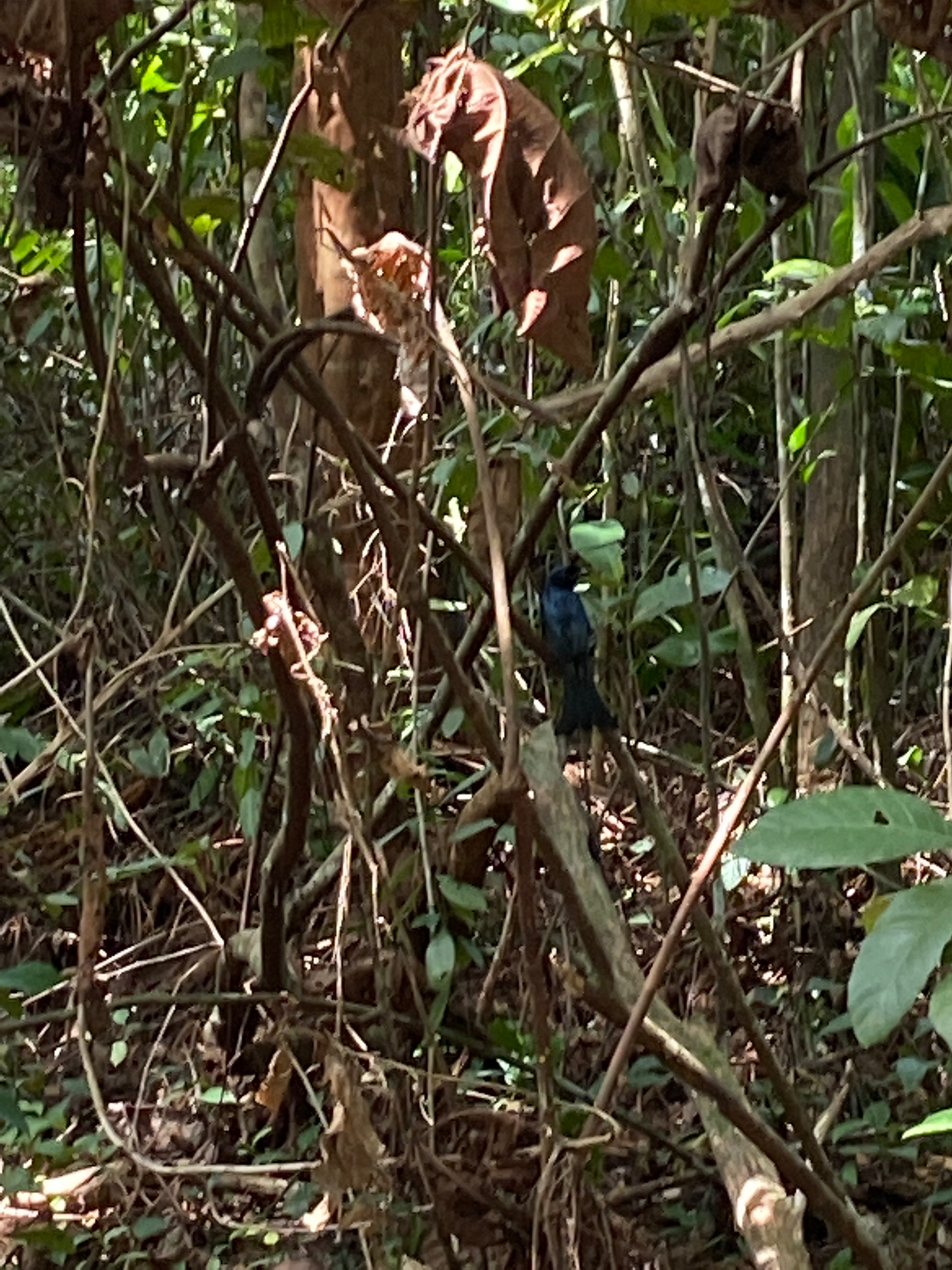 Greater racket-tailed drongo