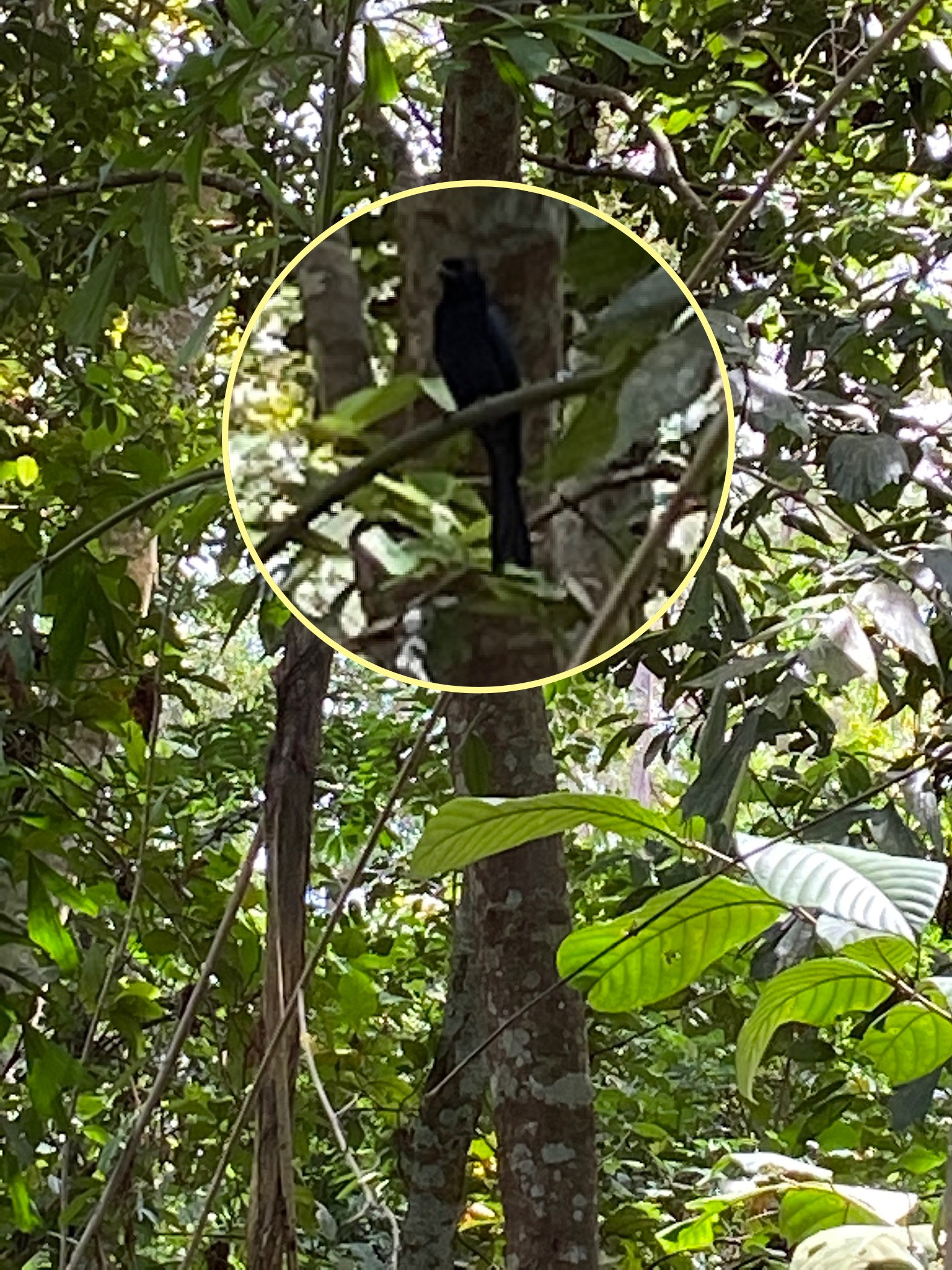 Greater racket-tailed drongo