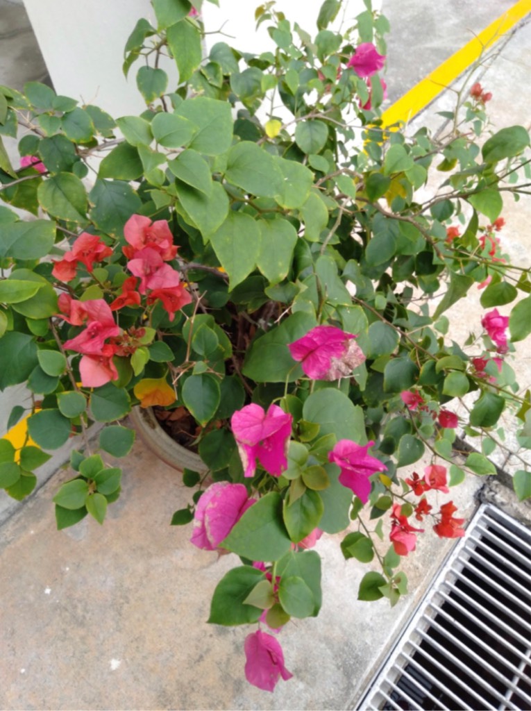 Bougainvillea glabra