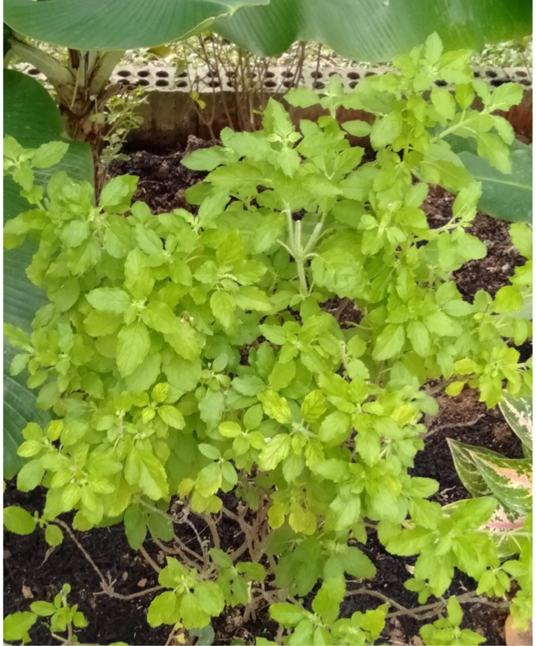 Basil Biodiversity and Environment Database System