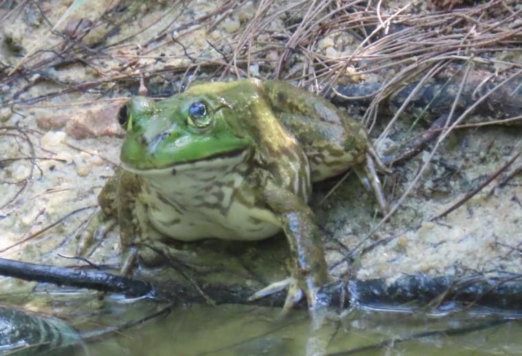 American bullfrog