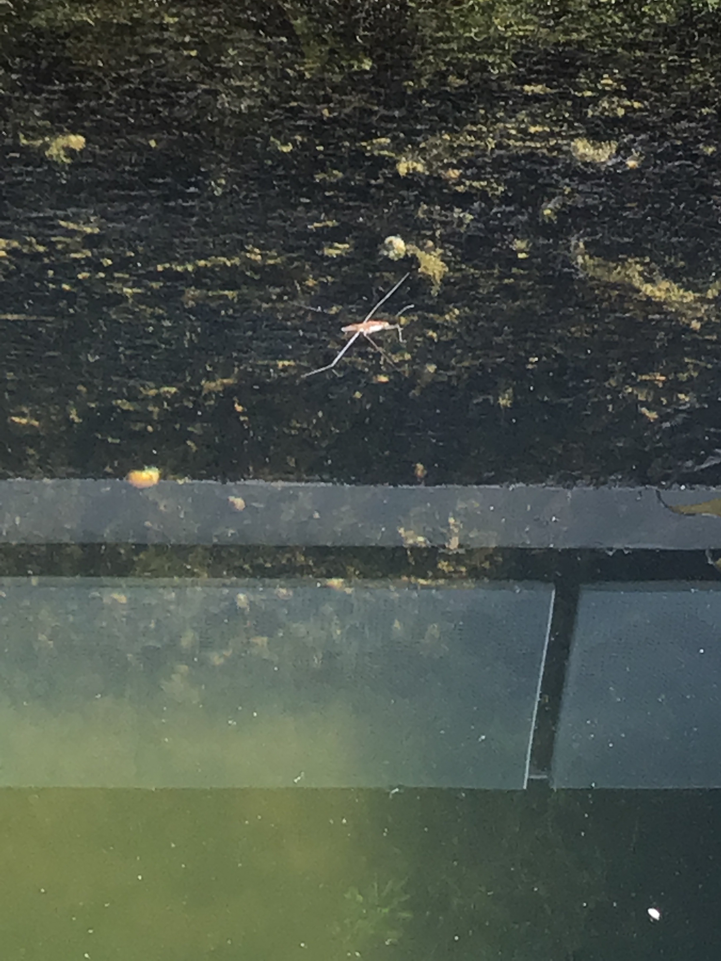 Pond skater