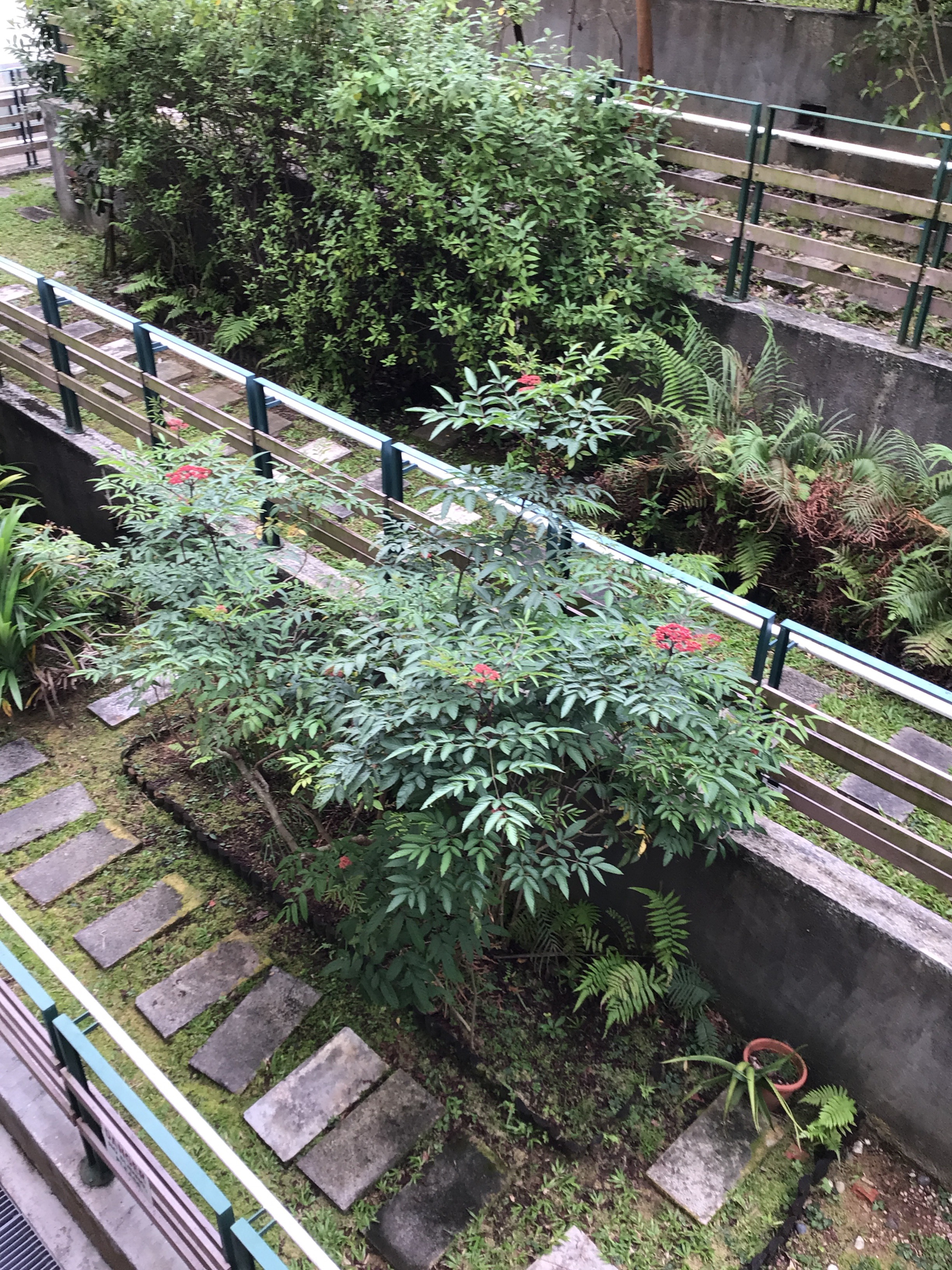 Flowering shrub