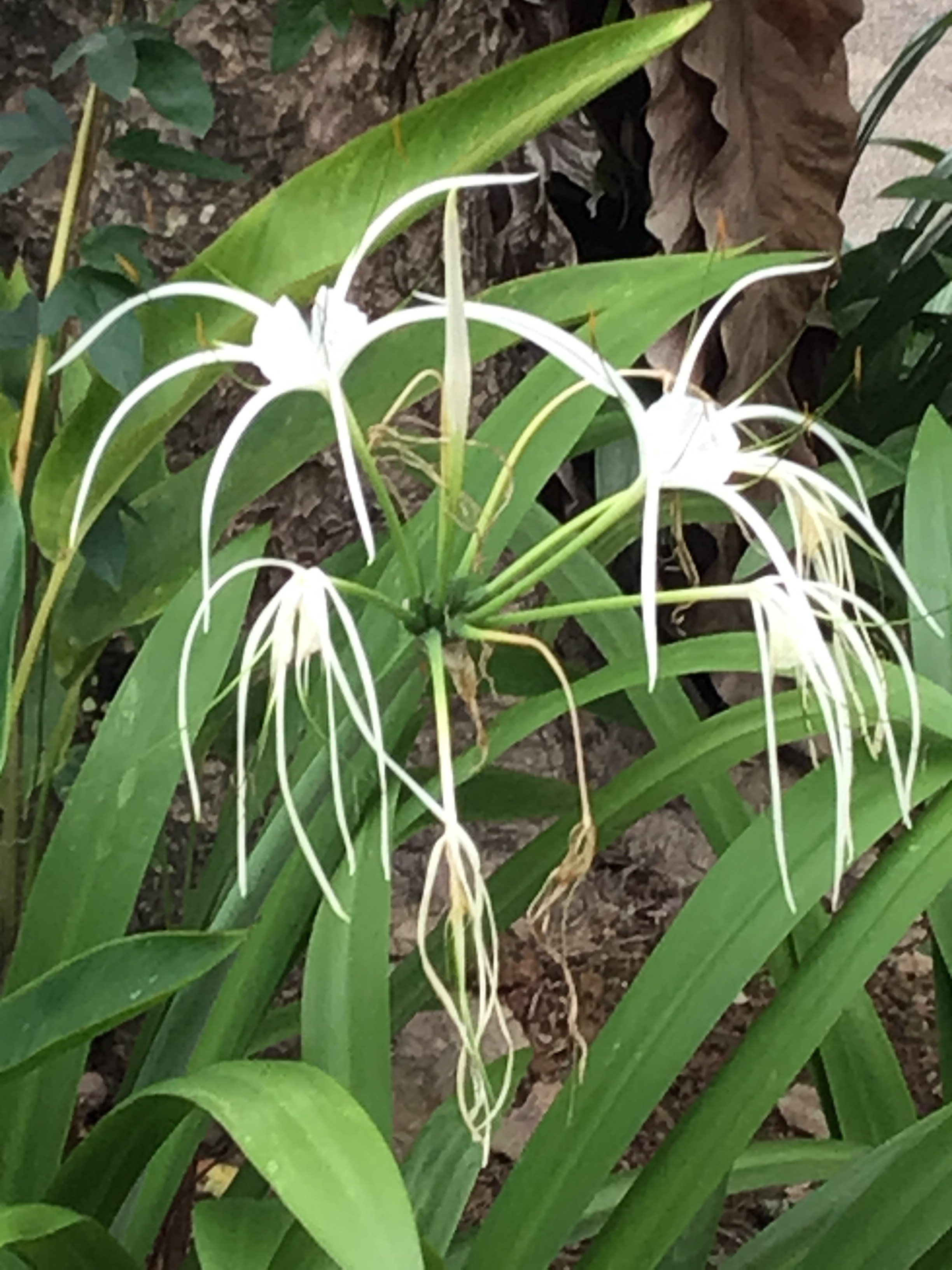 Spider lilies 
