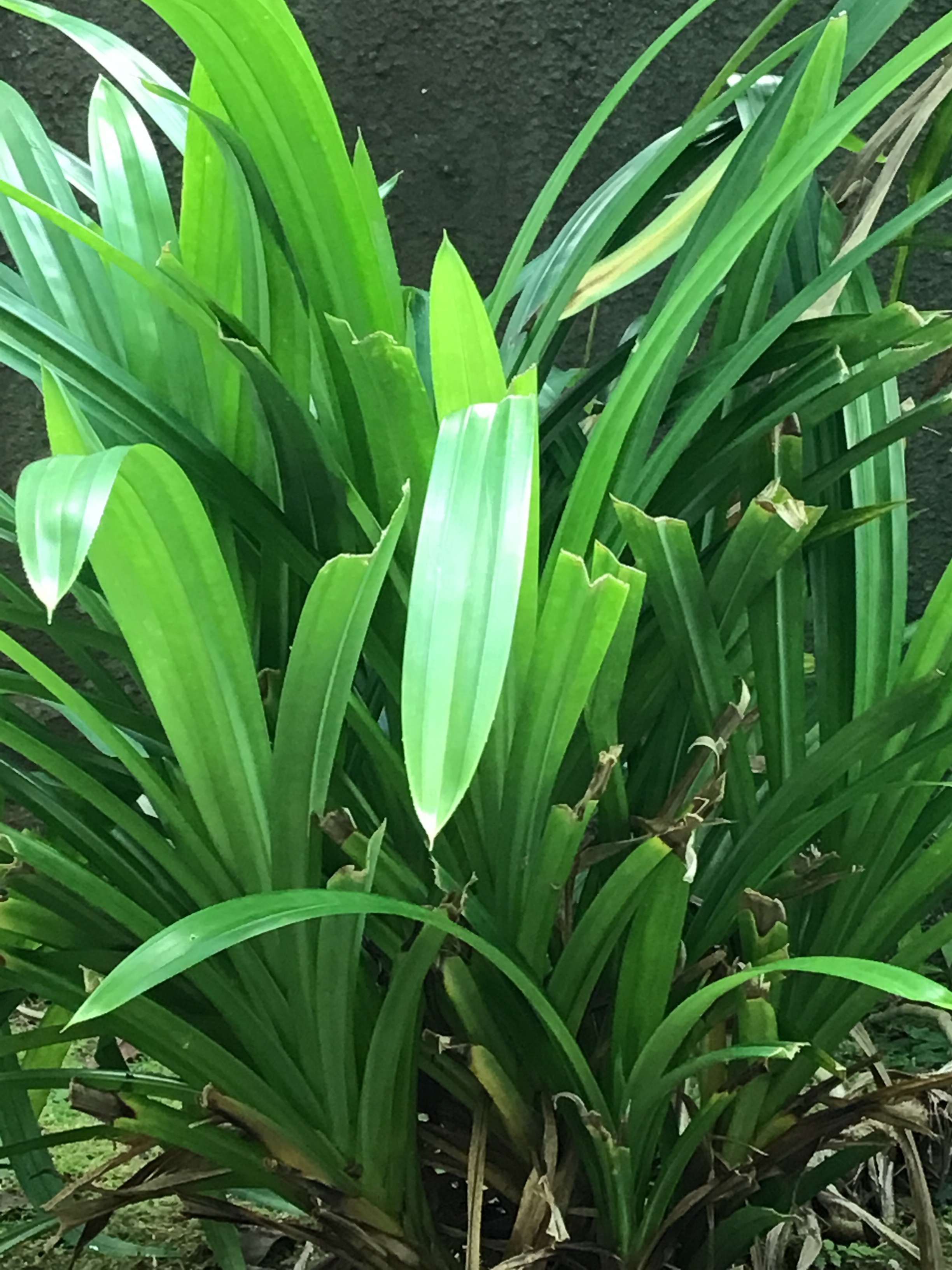 Pandan leaves