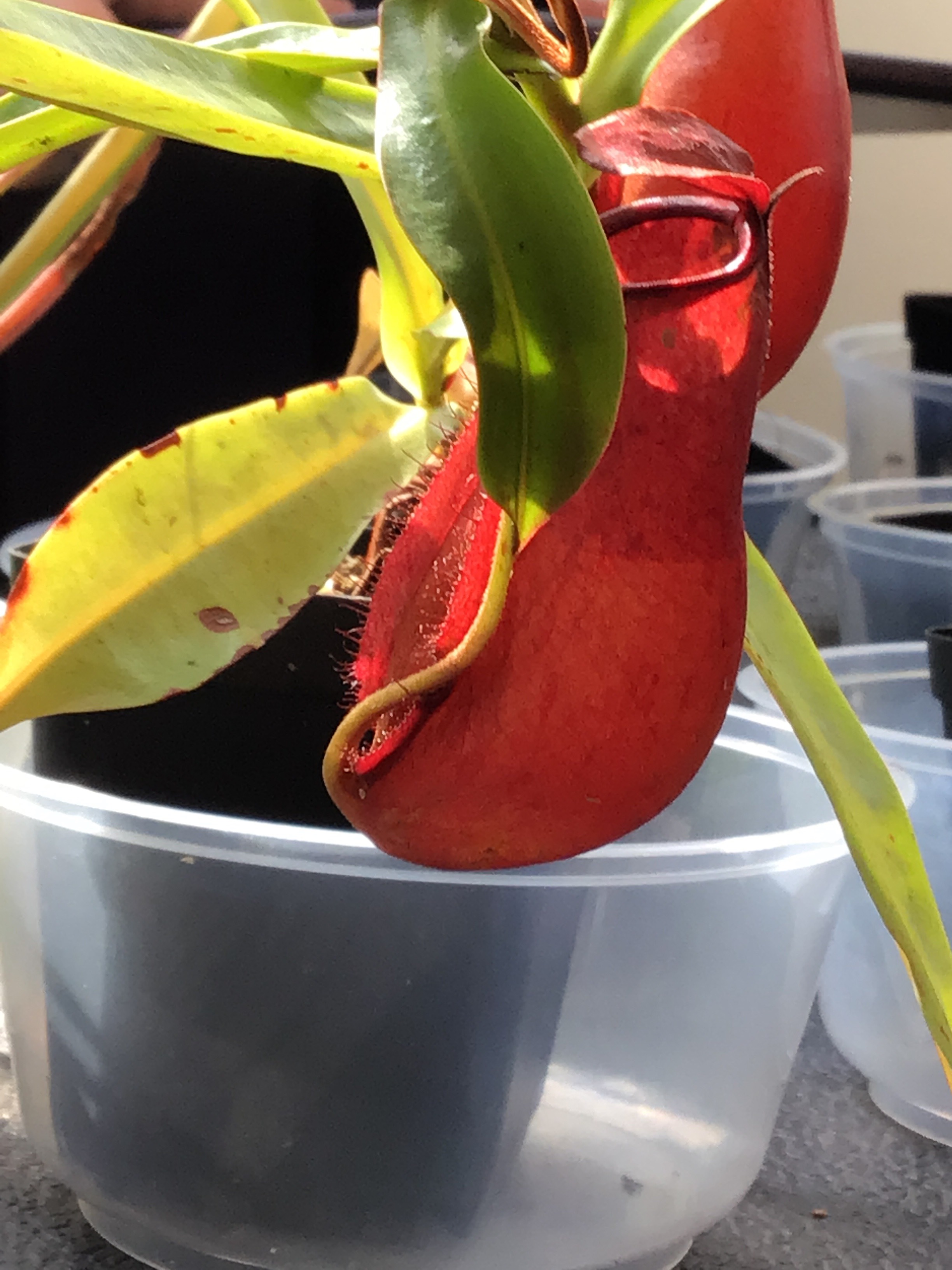 Pitcher plants