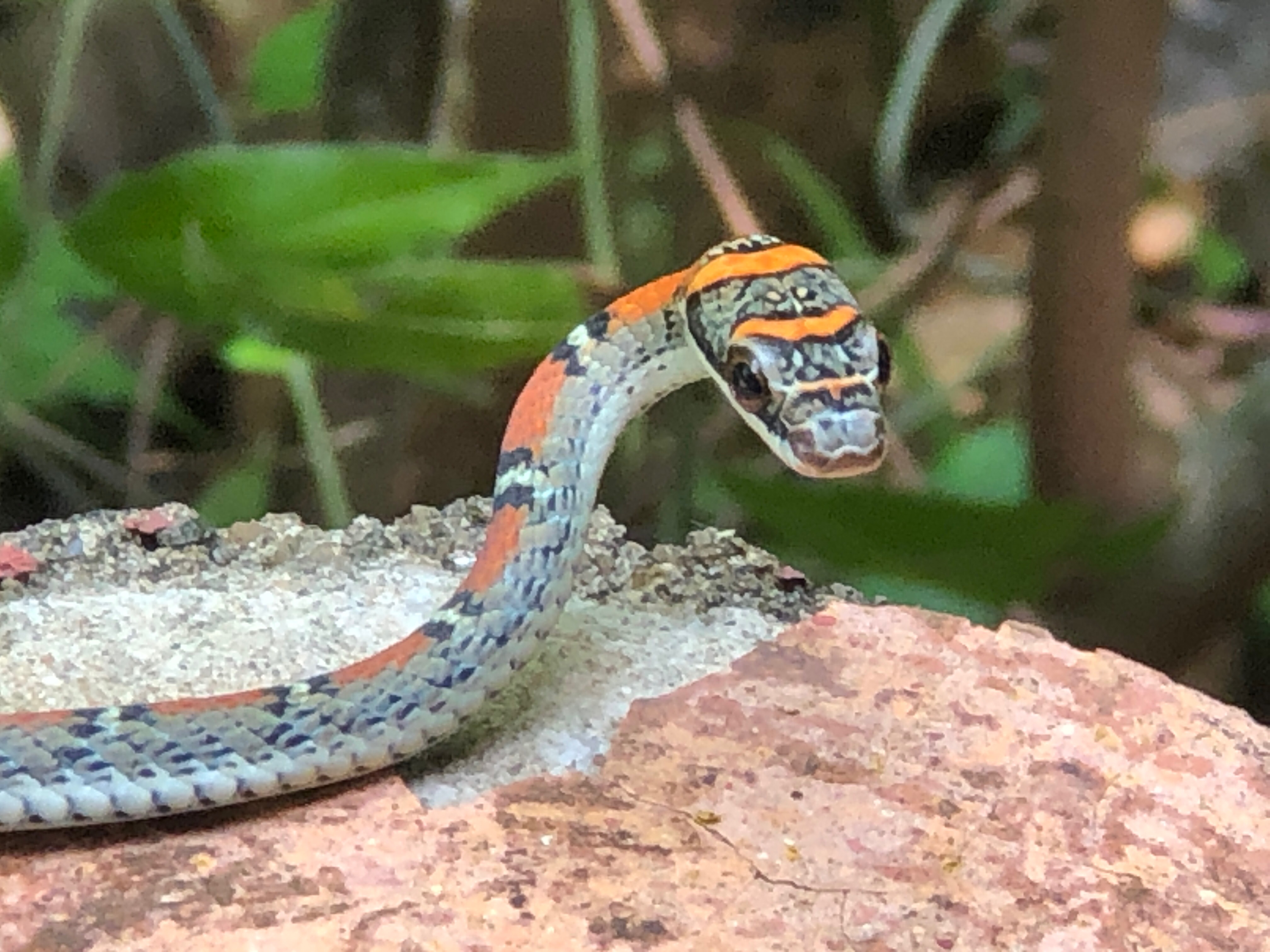 Twin-barred tree snake, chrysopelea pelias 