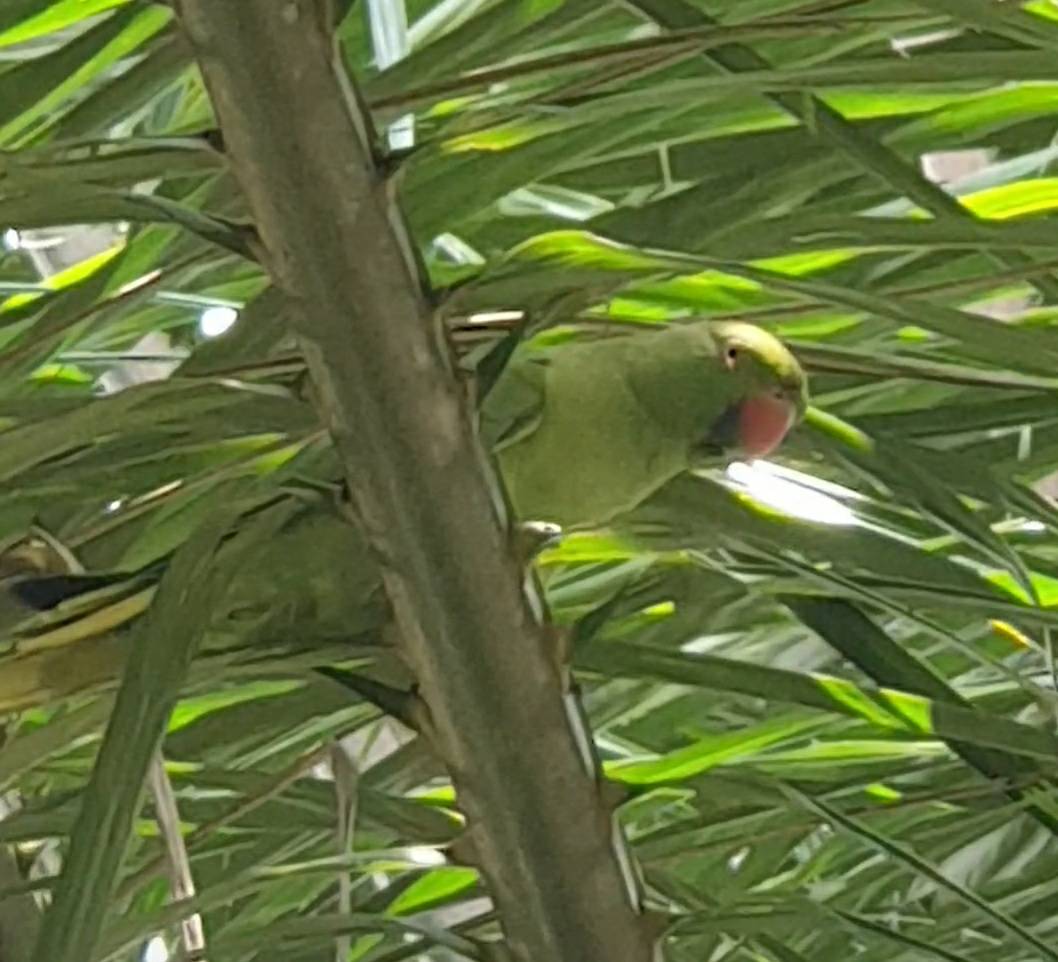 Rose-ringed parakeet