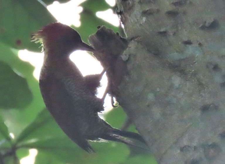 Banded woodpecker
